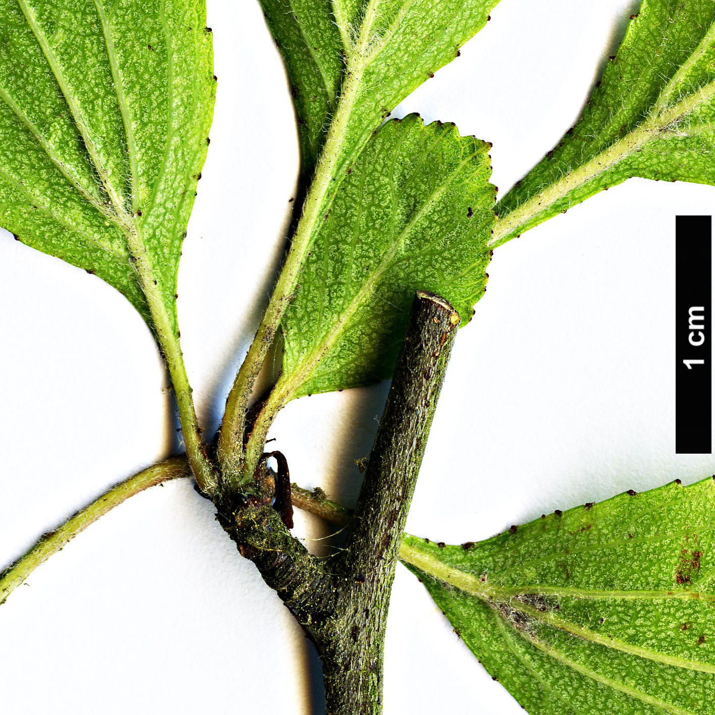 High resolution image: Family: Rosaceae - Genus: Crataegus - Taxon: agrestina High resolution image: Family: Rosaceae - Genus: Crataegus - Taxon: agrestina