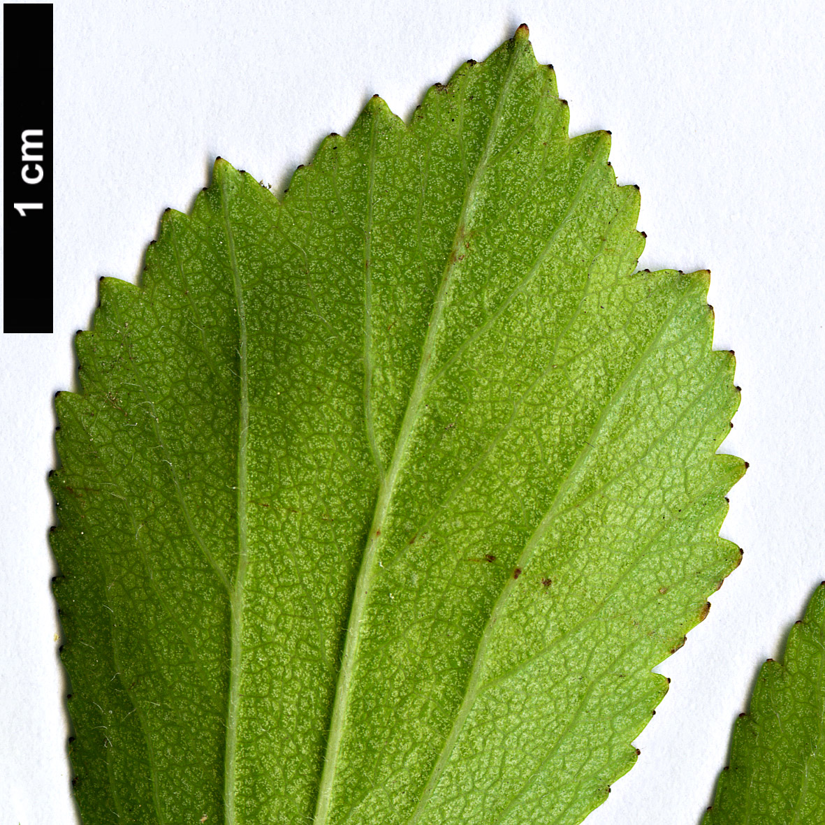 High resolution image: Family: Rosaceae - Genus: Crataegus - Taxon: agrestina High resolution image: Family: Rosaceae - Genus: Crataegus - Taxon: agrestina