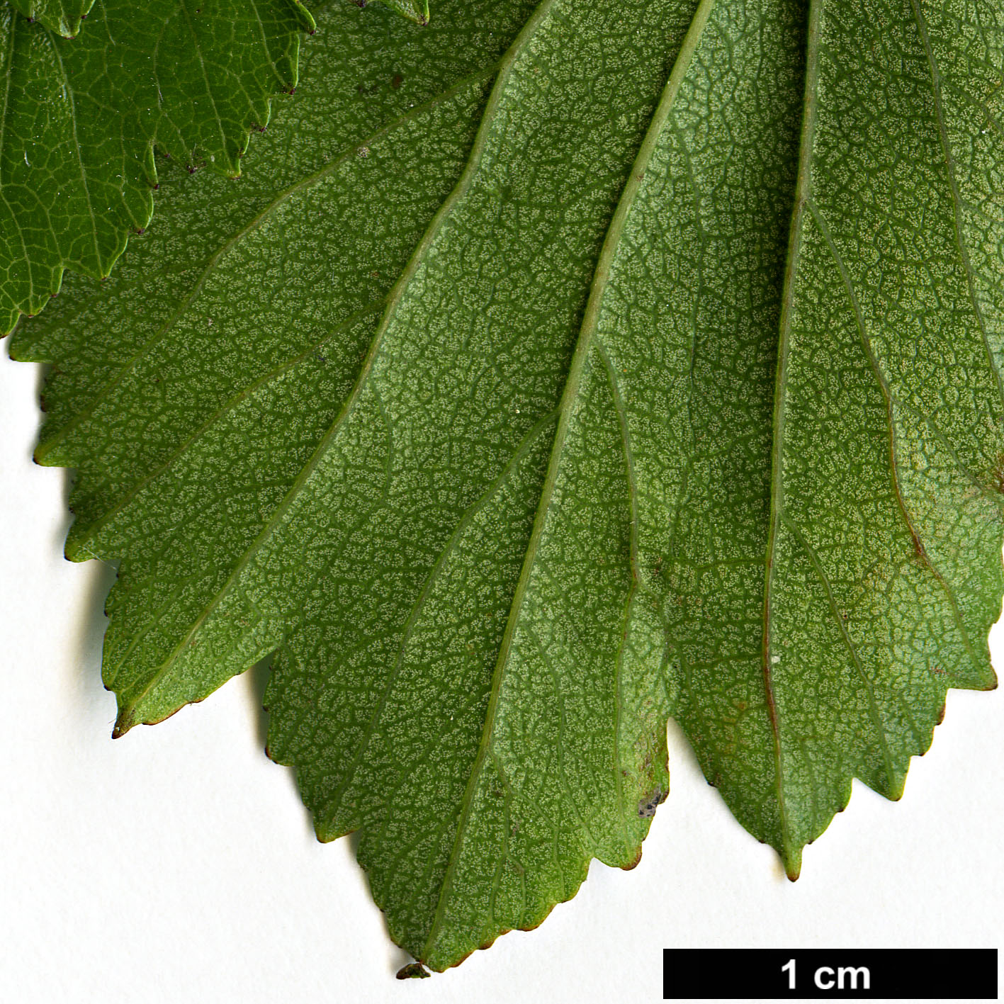 High resolution image: Family: Rosaceae - Genus: Crataegus - Taxon: agrestina High resolution image: Family: Rosaceae - Genus: Crataegus - Taxon: agrestina