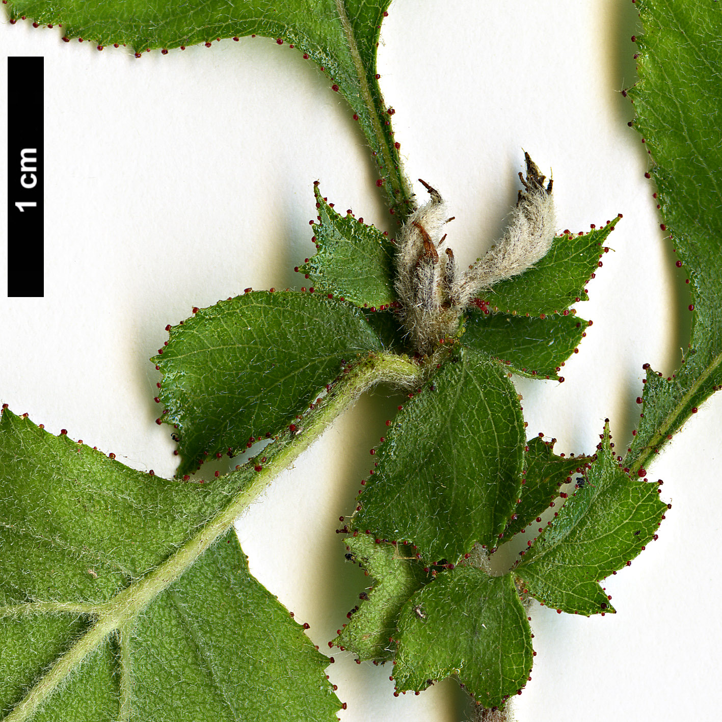 High resolution image: Family: Rosaceae - Genus: Crataegus - Taxon: agrestina High resolution image: Family: Rosaceae - Genus: Crataegus - Taxon: agrestina