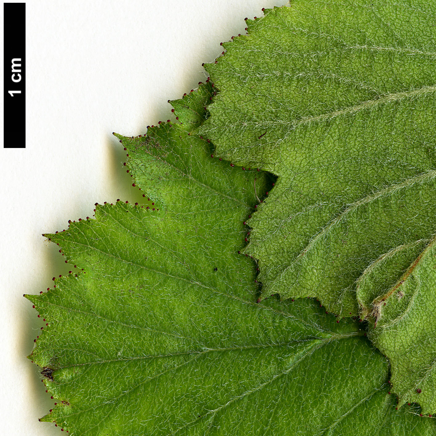 High resolution image: Family: Rosaceae - Genus: Crataegus - Taxon: agrestina High resolution image: Family: Rosaceae - Genus: Crataegus - Taxon: agrestina