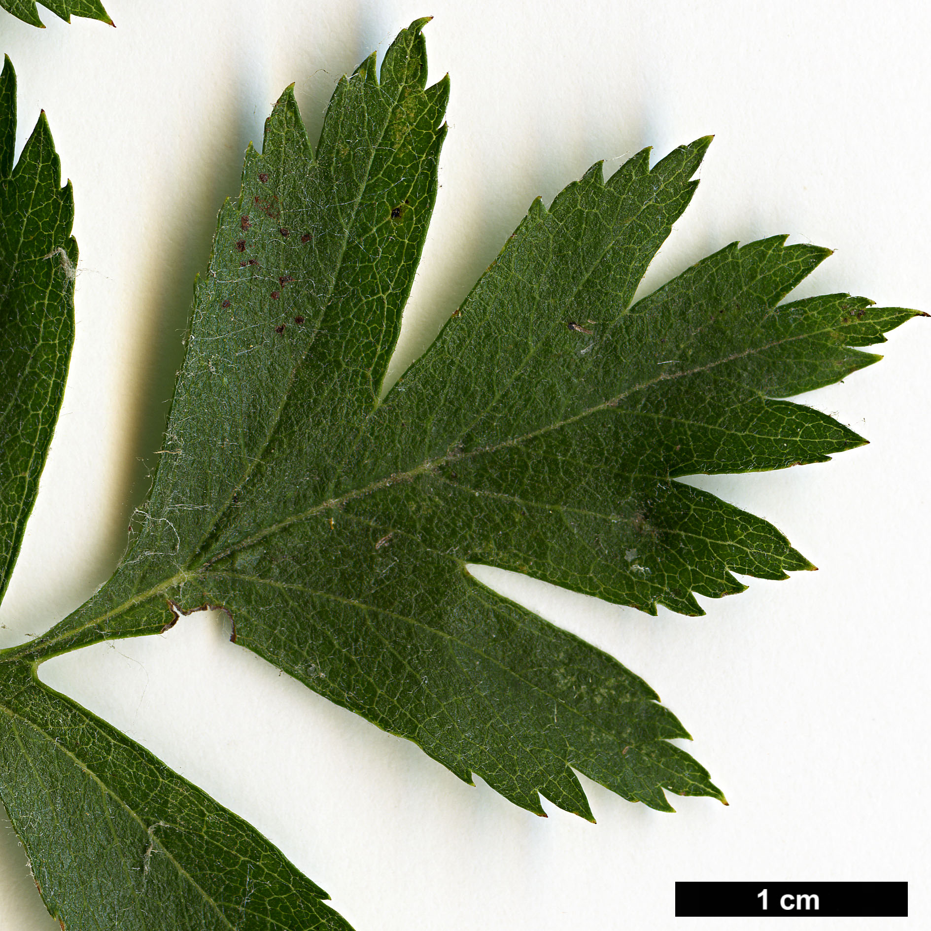 High resolution image: Family: Rosaceae - Genus: Crataegus - Taxon: ambigua