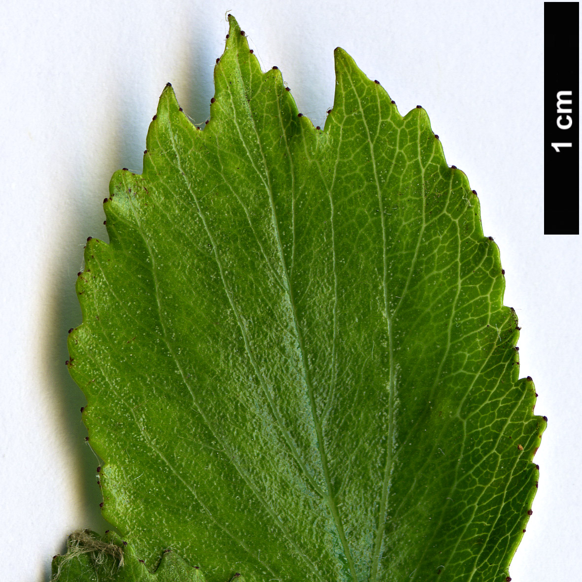 High resolution image: Family: Rosaceae - Genus: Crataegus - Taxon: anisophylla