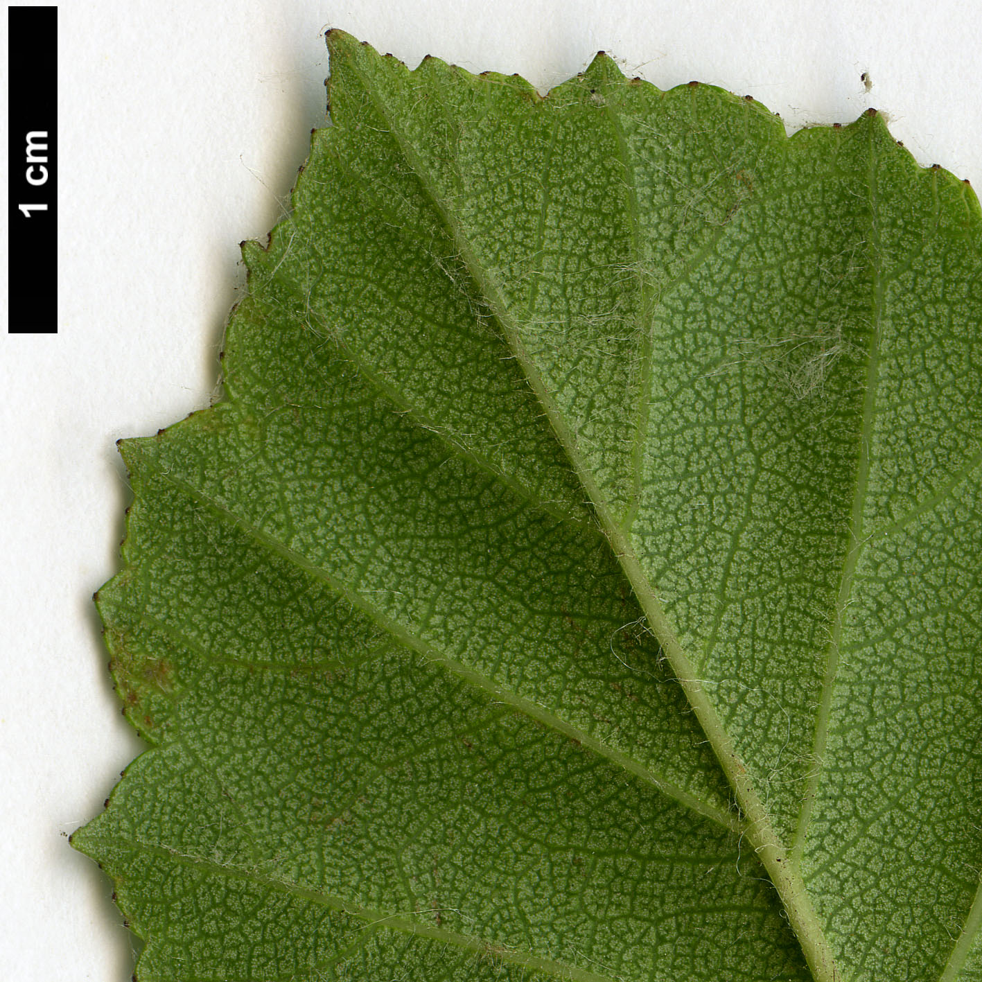 High resolution image: Family: Rosaceae - Genus: Crataegus - Taxon: aprica High resolution image: Family: Rosaceae - Genus: Crataegus - Taxon: aprica