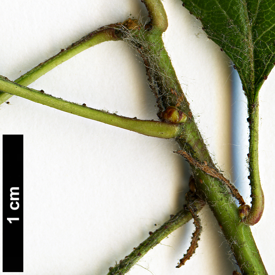 High resolution image: Family: Rosaceae - Genus: Crataegus - Taxon: aprica High resolution image: Family: Rosaceae - Genus: Crataegus - Taxon: aprica