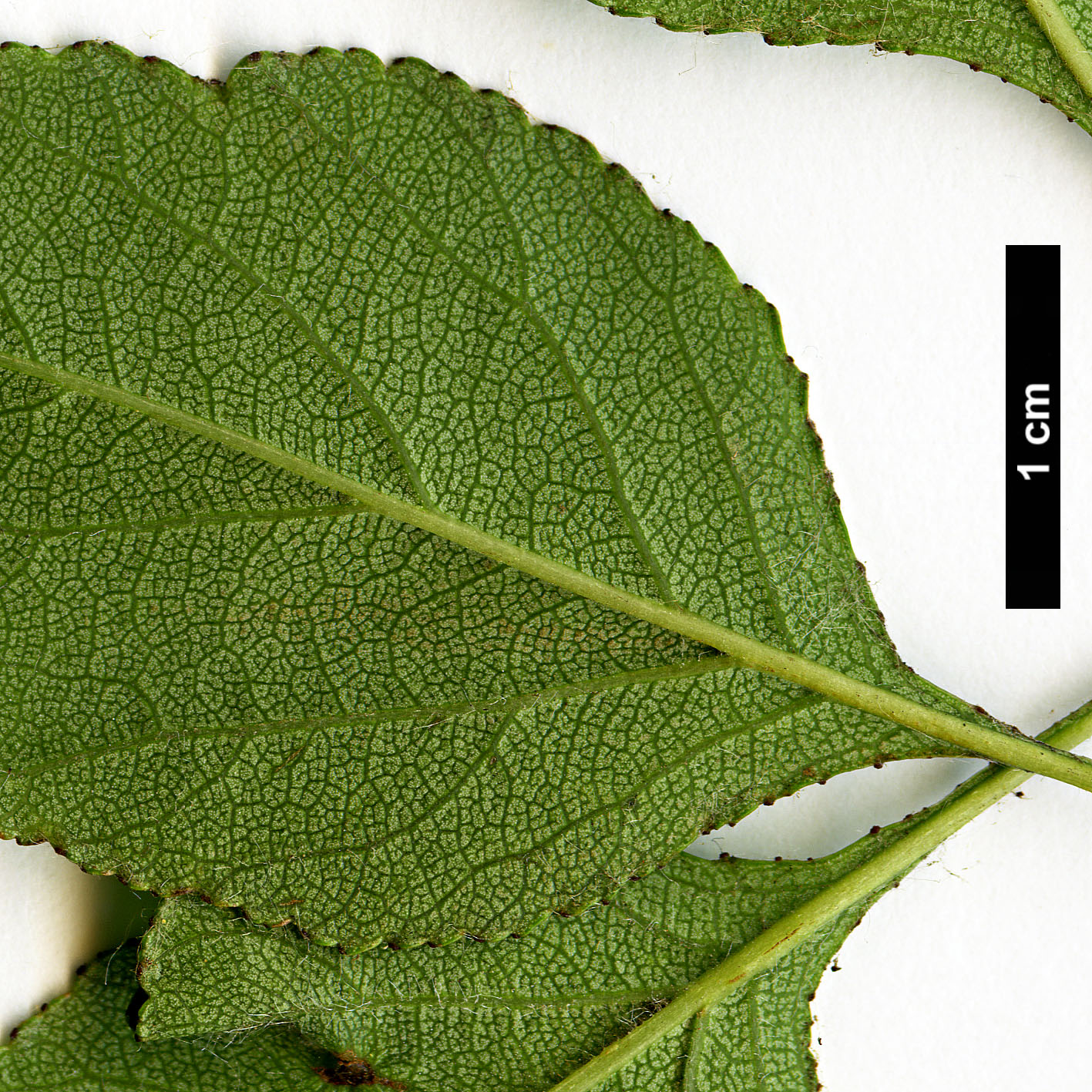 High resolution image: Family: Rosaceae - Genus: Crataegus - Taxon: aprica High resolution image: Family: Rosaceae - Genus: Crataegus - Taxon: aprica