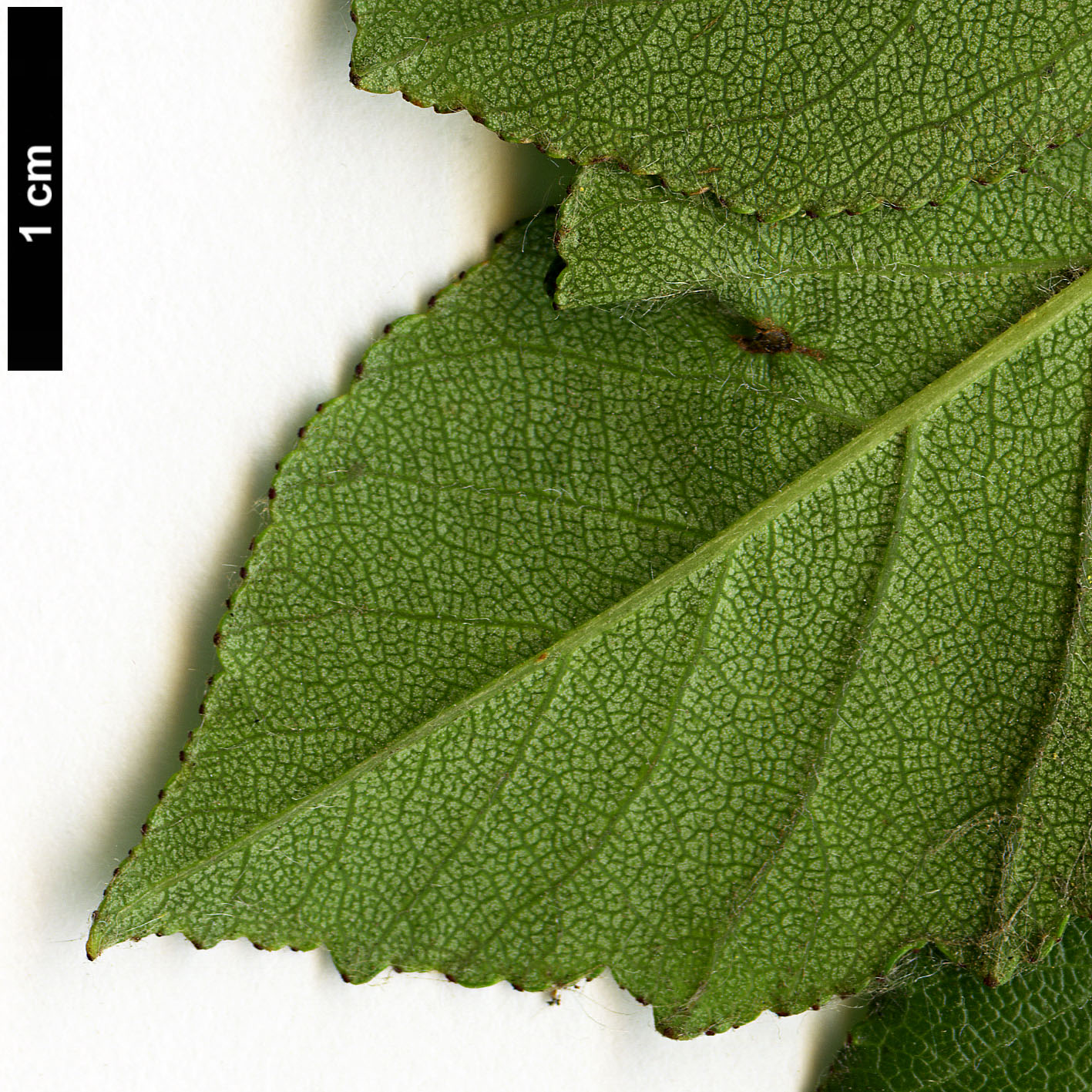 High resolution image: Family: Rosaceae - Genus: Crataegus - Taxon: aprica High resolution image: Family: Rosaceae - Genus: Crataegus - Taxon: aprica