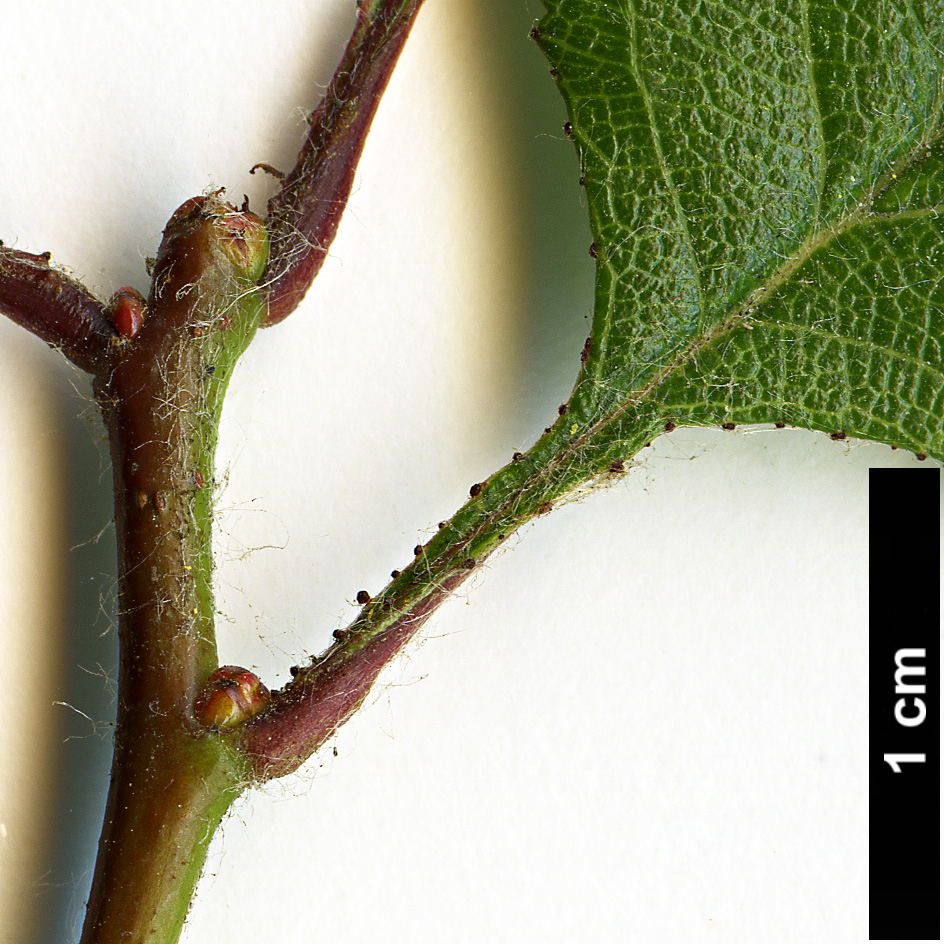 High resolution image: Family: Rosaceae - Genus: Crataegus - Taxon: aprica High resolution image: Family: Rosaceae - Genus: Crataegus - Taxon: aprica