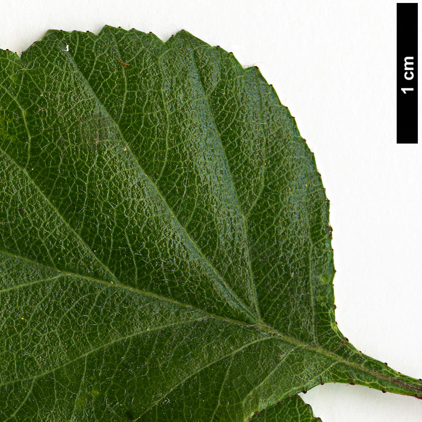 High resolution image: Family: Rosaceae - Genus: Crataegus - Taxon: aprica High resolution image: Family: Rosaceae - Genus: Crataegus - Taxon: aprica