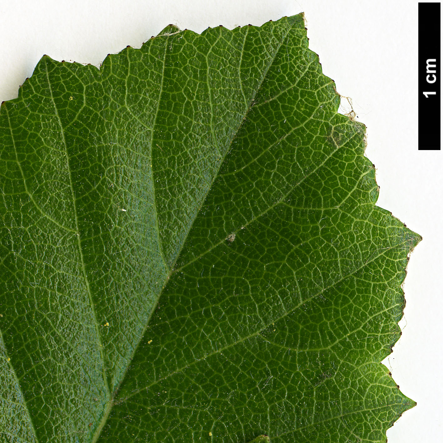 High resolution image: Family: Rosaceae - Genus: Crataegus - Taxon: aprica High resolution image: Family: Rosaceae - Genus: Crataegus - Taxon: aprica