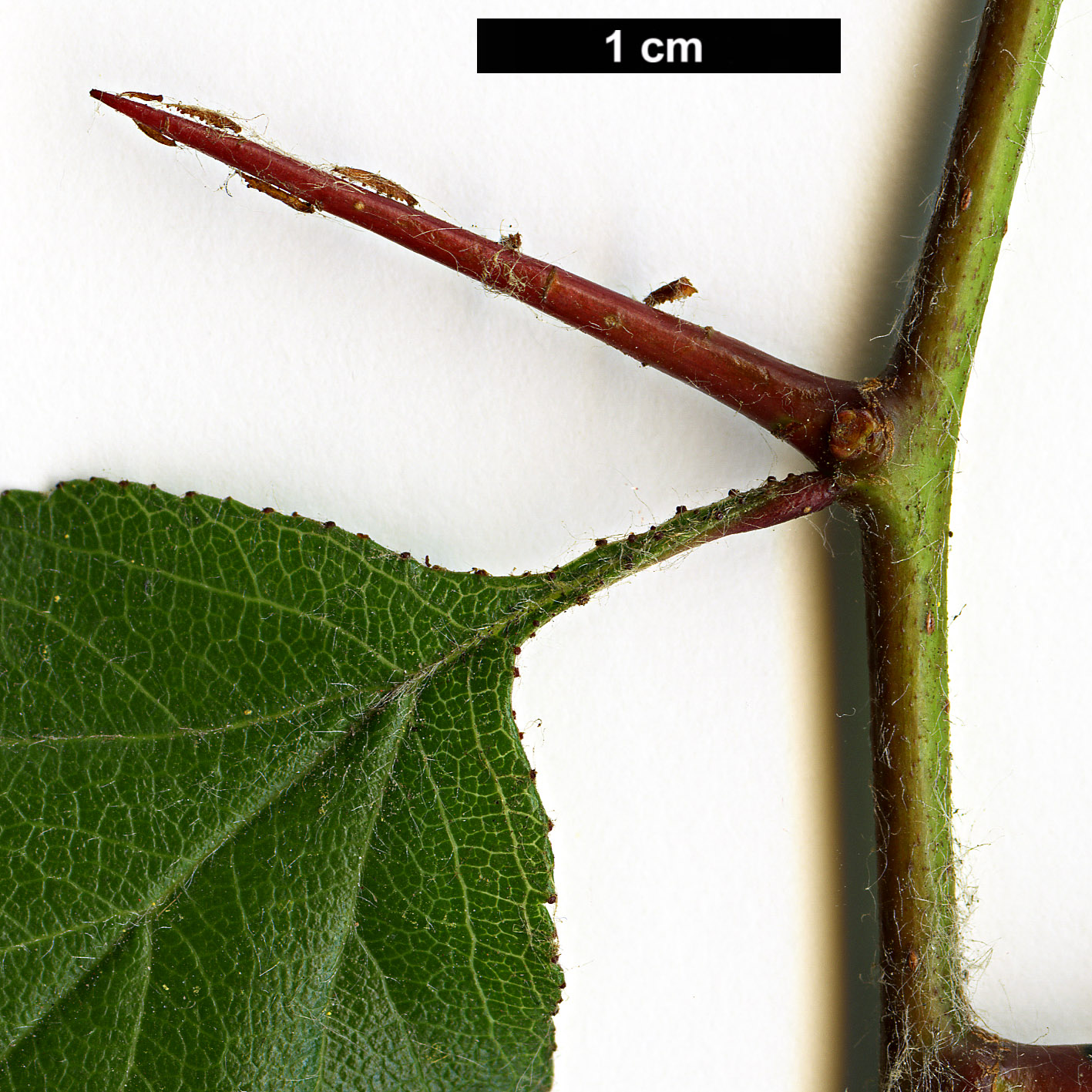 High resolution image: Family: Rosaceae - Genus: Crataegus - Taxon: aprica High resolution image: Family: Rosaceae - Genus: Crataegus - Taxon: aprica