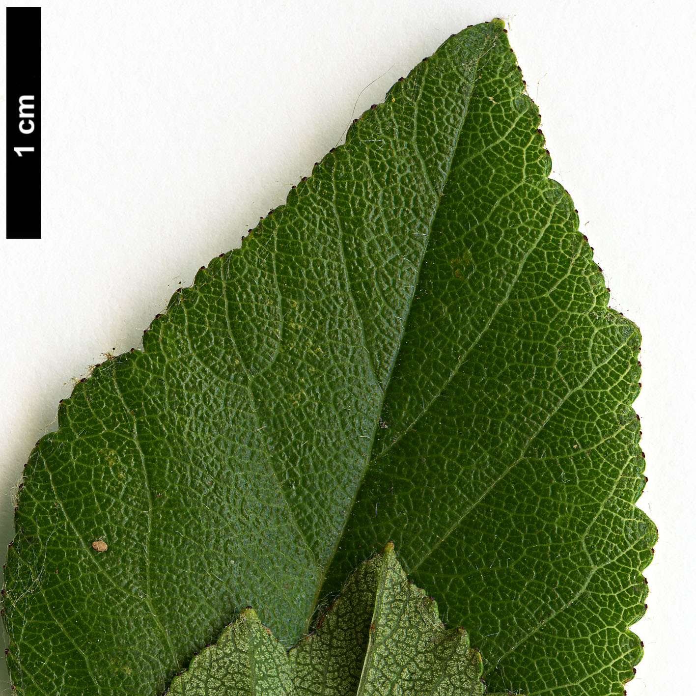 High resolution image: Family: Rosaceae - Genus: Crataegus - Taxon: aprica High resolution image: Family: Rosaceae - Genus: Crataegus - Taxon: aprica