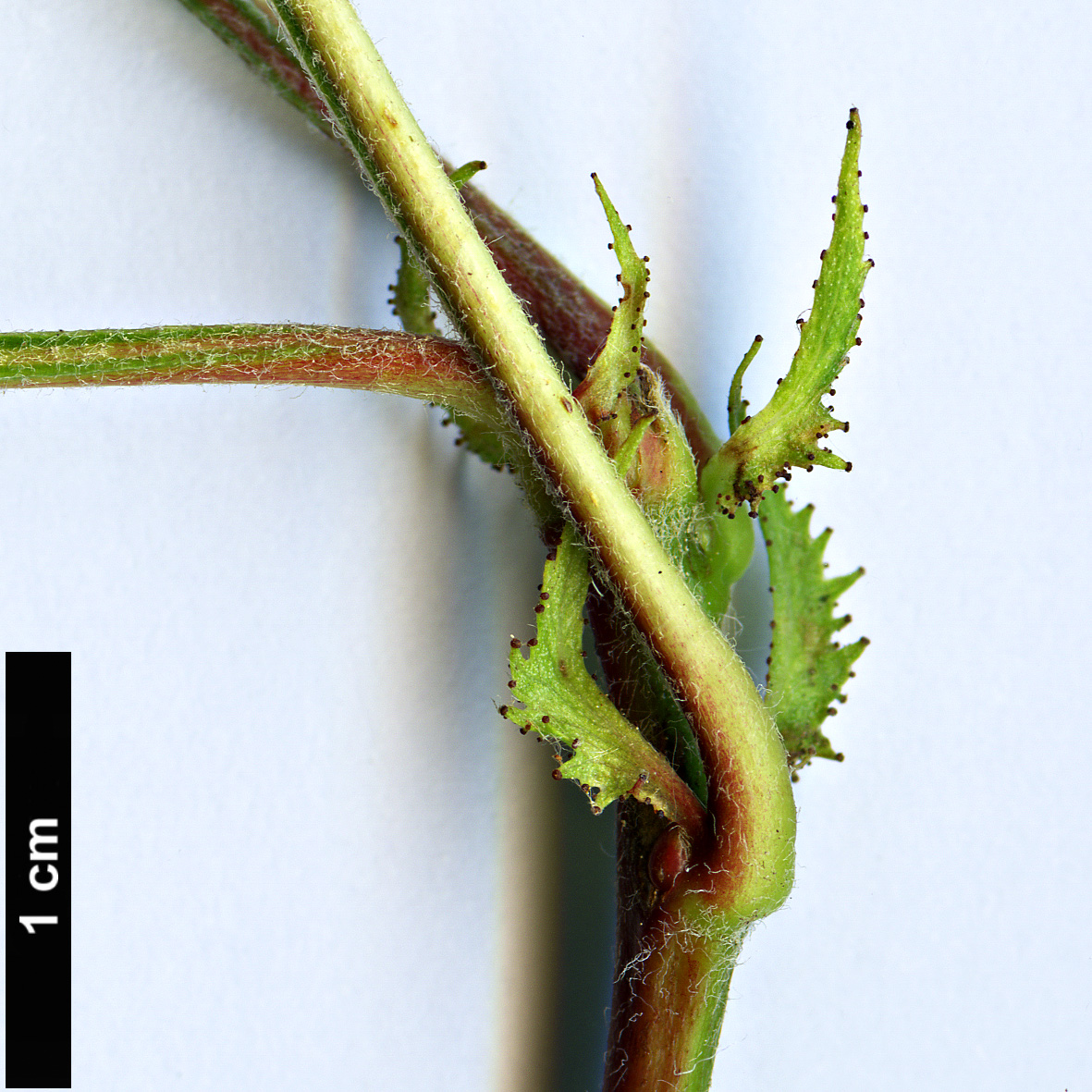 High resolution image: Family: Rosaceae - Genus: Crataegus - Taxon: arnoldiana