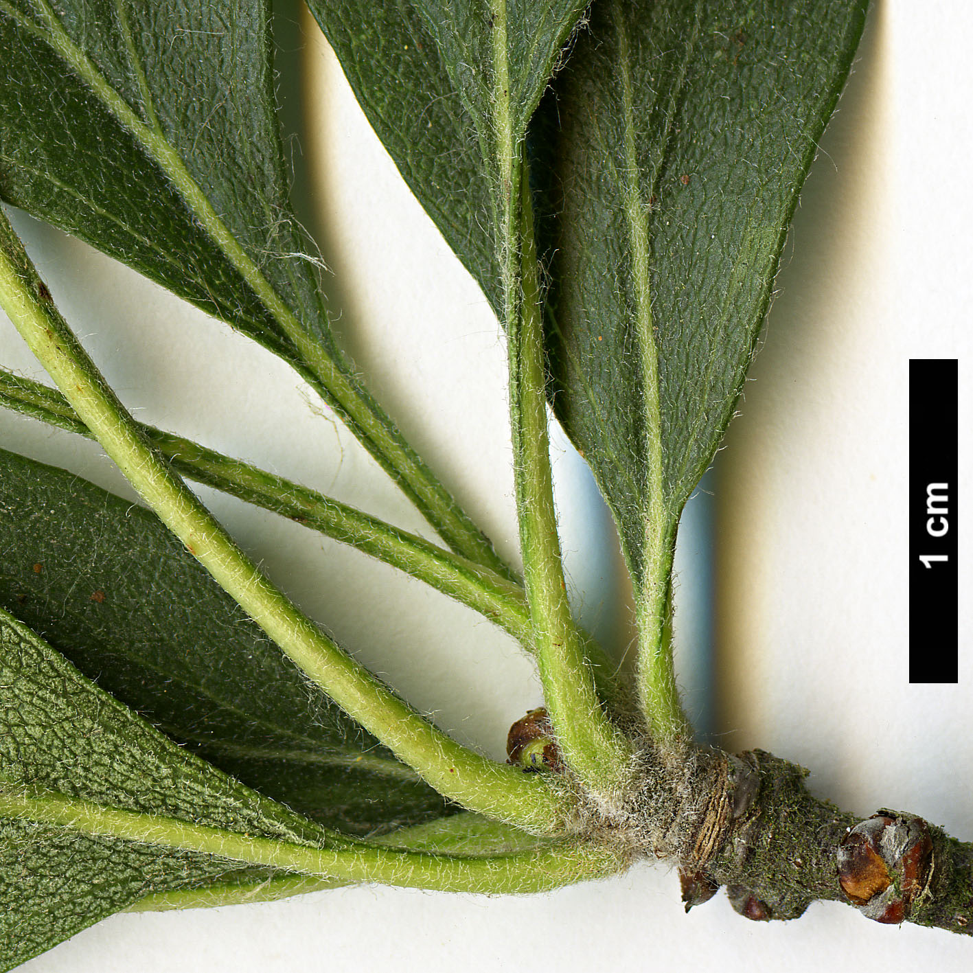 High resolution image: Family: Rosaceae - Genus: Crataegus - Taxon: azarolus - SpeciesSub: 'Geraki' High resolution image: Family: Rosaceae - Genus: Crataegus - Taxon: azarolus - SpeciesSub: 'Geraki'