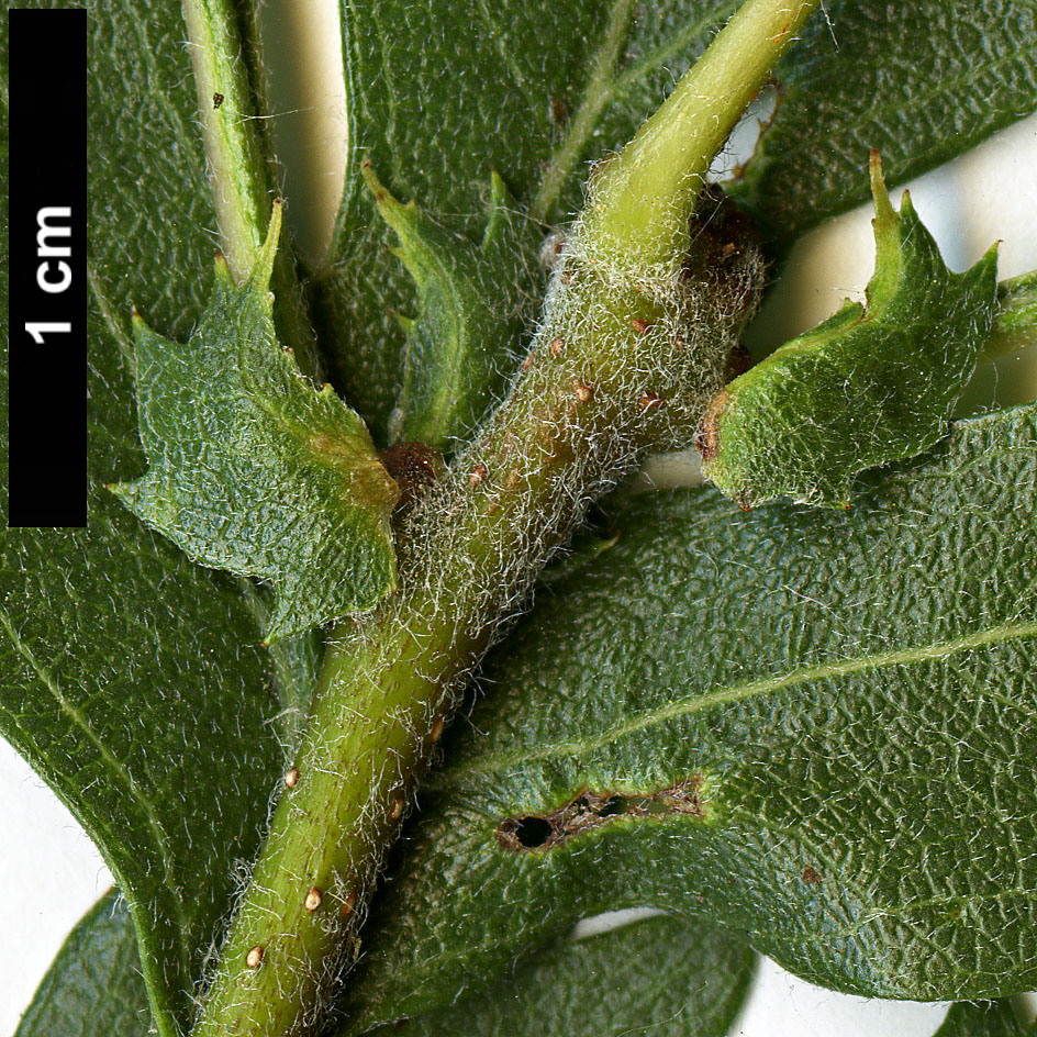 High resolution image: Family: Rosaceae - Genus: Crataegus - Taxon: azarolus - SpeciesSub: 'Geraki' High resolution image: Family: Rosaceae - Genus: Crataegus - Taxon: azarolus - SpeciesSub: 'Geraki'