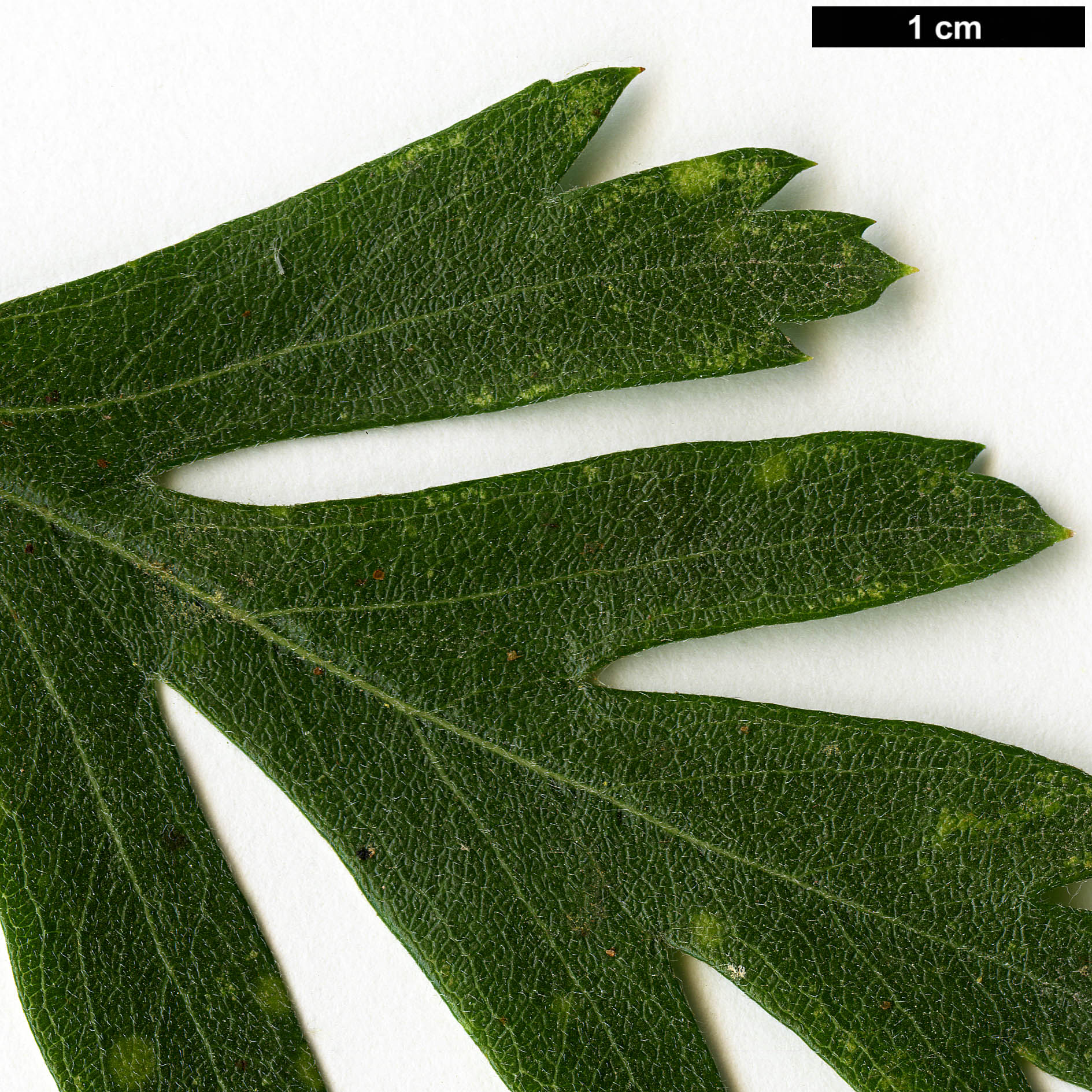 High resolution image: Family: Rosaceae - Genus: Crataegus - Taxon: azarolus - SpeciesSub: 'Geraki' High resolution image: Family: Rosaceae - Genus: Crataegus - Taxon: azarolus - SpeciesSub: 'Geraki'