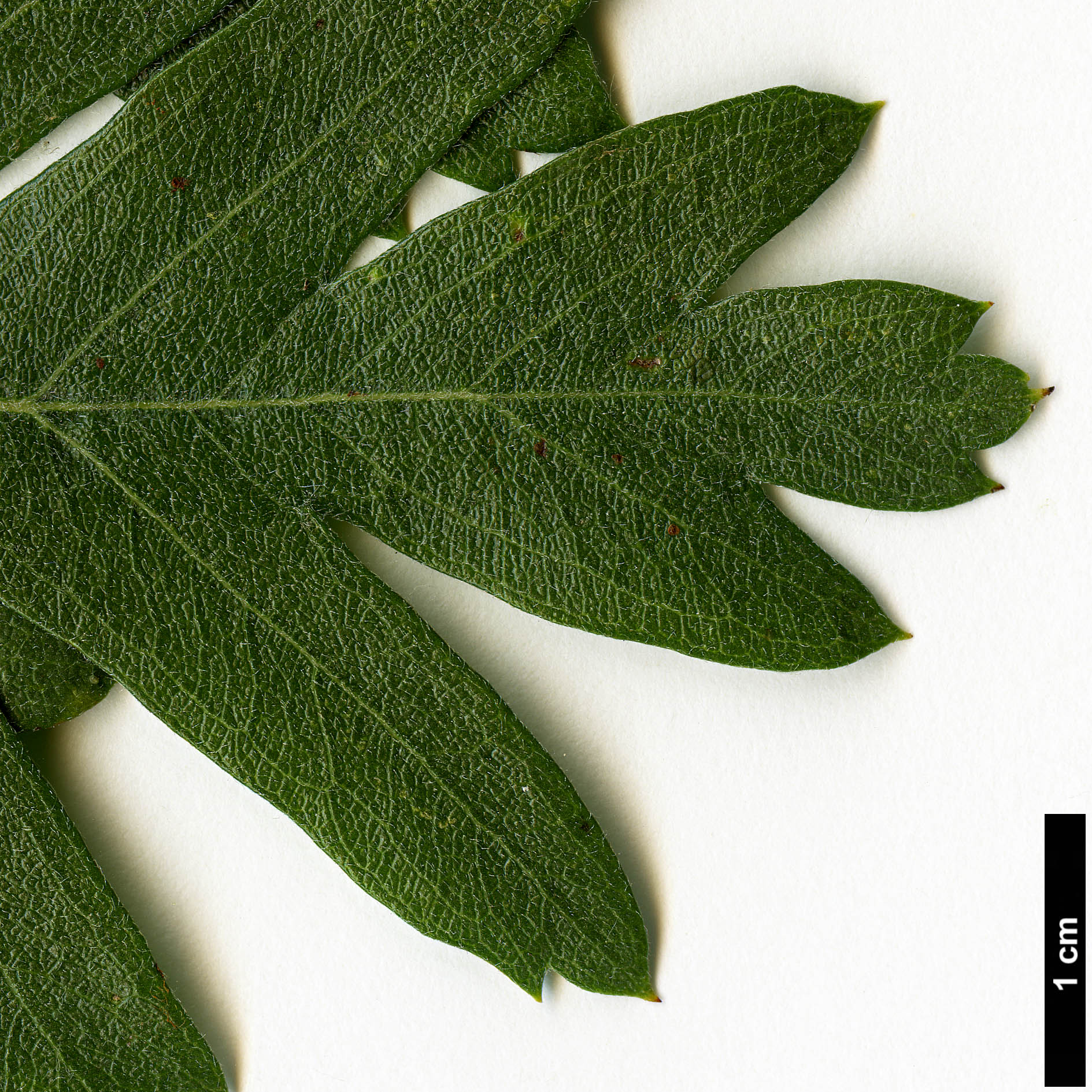 High resolution image: Family: Rosaceae - Genus: Crataegus - Taxon: azarolus - SpeciesSub: 'Geraki' High resolution image: Family: Rosaceae - Genus: Crataegus - Taxon: azarolus - SpeciesSub: 'Geraki'