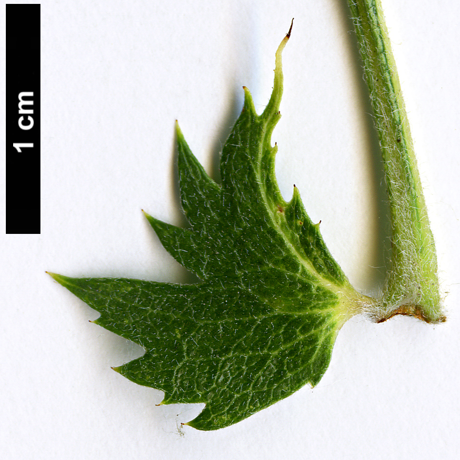 High resolution image: Family: Rosaceae - Genus: Crataegus - Taxon: azarolus - SpeciesSub: 'Geraki' High resolution image: Family: Rosaceae - Genus: Crataegus - Taxon: azarolus - SpeciesSub: 'Geraki'