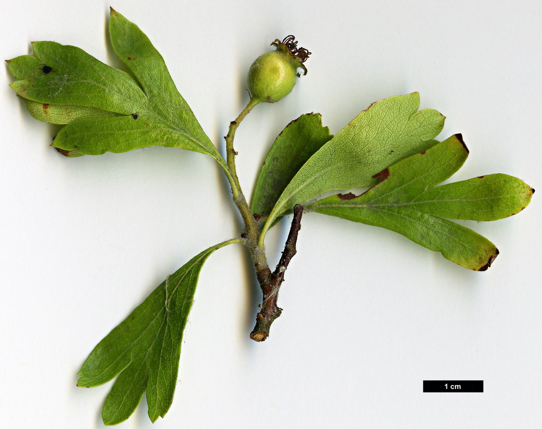 High resolution image: Family: Rosaceae - Genus: Crataegus - Taxon: azarolus High resolution image: Family: Rosaceae - Genus: Crataegus - Taxon: azarolus