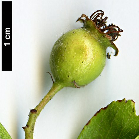 High resolution image: Family: Rosaceae - Genus: Crataegus - Taxon: azarolus High resolution image: Family: Rosaceae - Genus: Crataegus - Taxon: azarolus