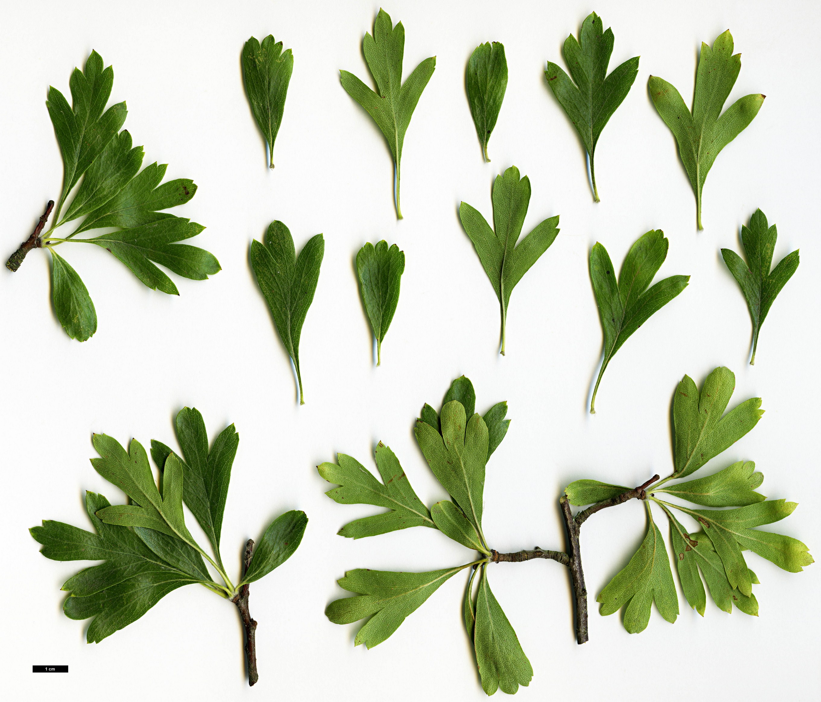 High resolution image: Family: Rosaceae - Genus: Crataegus - Taxon: azarolus High resolution image: Family: Rosaceae - Genus: Crataegus - Taxon: azarolus