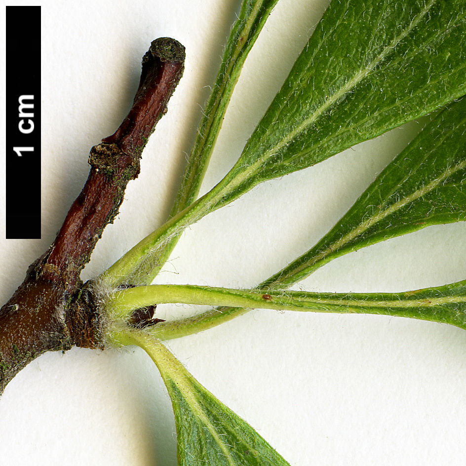 High resolution image: Family: Rosaceae - Genus: Crataegus - Taxon: azarolus High resolution image: Family: Rosaceae - Genus: Crataegus - Taxon: azarolus