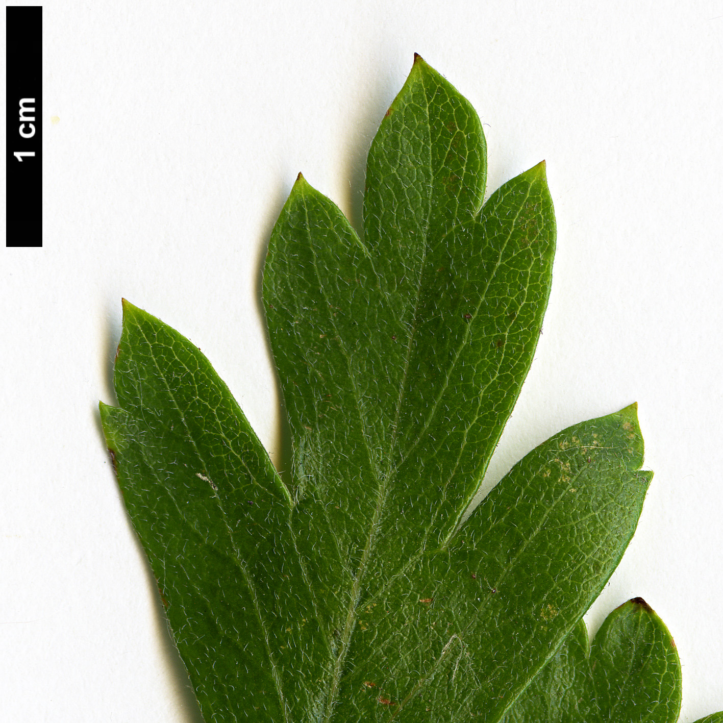 High resolution image: Family: Rosaceae - Genus: Crataegus - Taxon: azarolus High resolution image: Family: Rosaceae - Genus: Crataegus - Taxon: azarolus