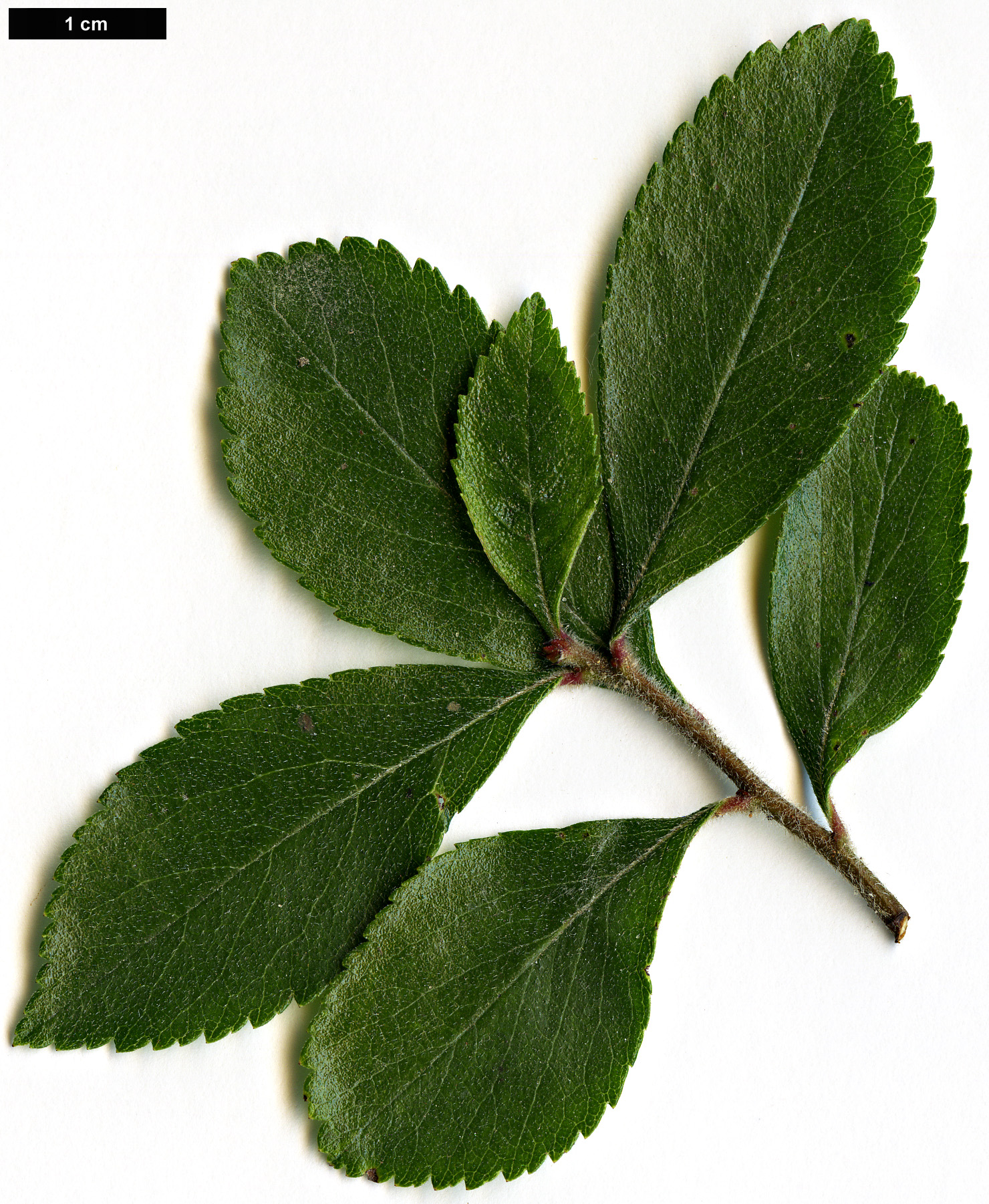 High resolution image: Family: Rosaceae - Genus: Crataegus - Taxon: berberifolia