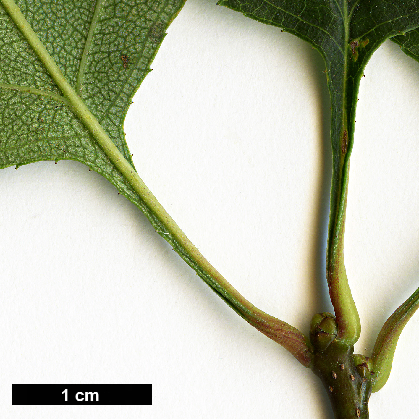 High resolution image: Family: Rosaceae - Genus: Crataegus - Taxon: buckleyi High resolution image: Family: Rosaceae - Genus: Crataegus - Taxon: buckleyi