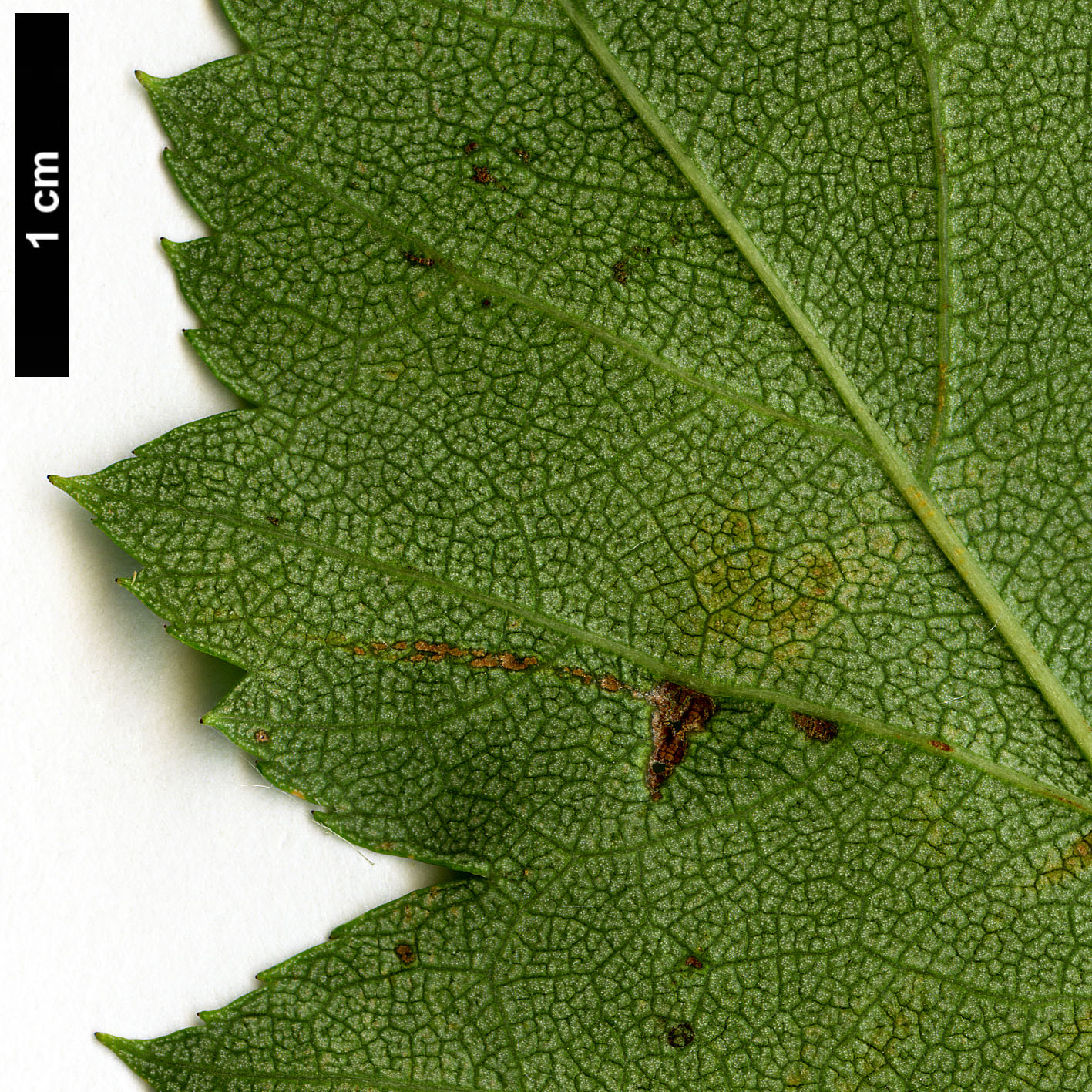 High resolution image: Family: Rosaceae - Genus: Crataegus - Taxon: buckleyi High resolution image: Family: Rosaceae - Genus: Crataegus - Taxon: buckleyi