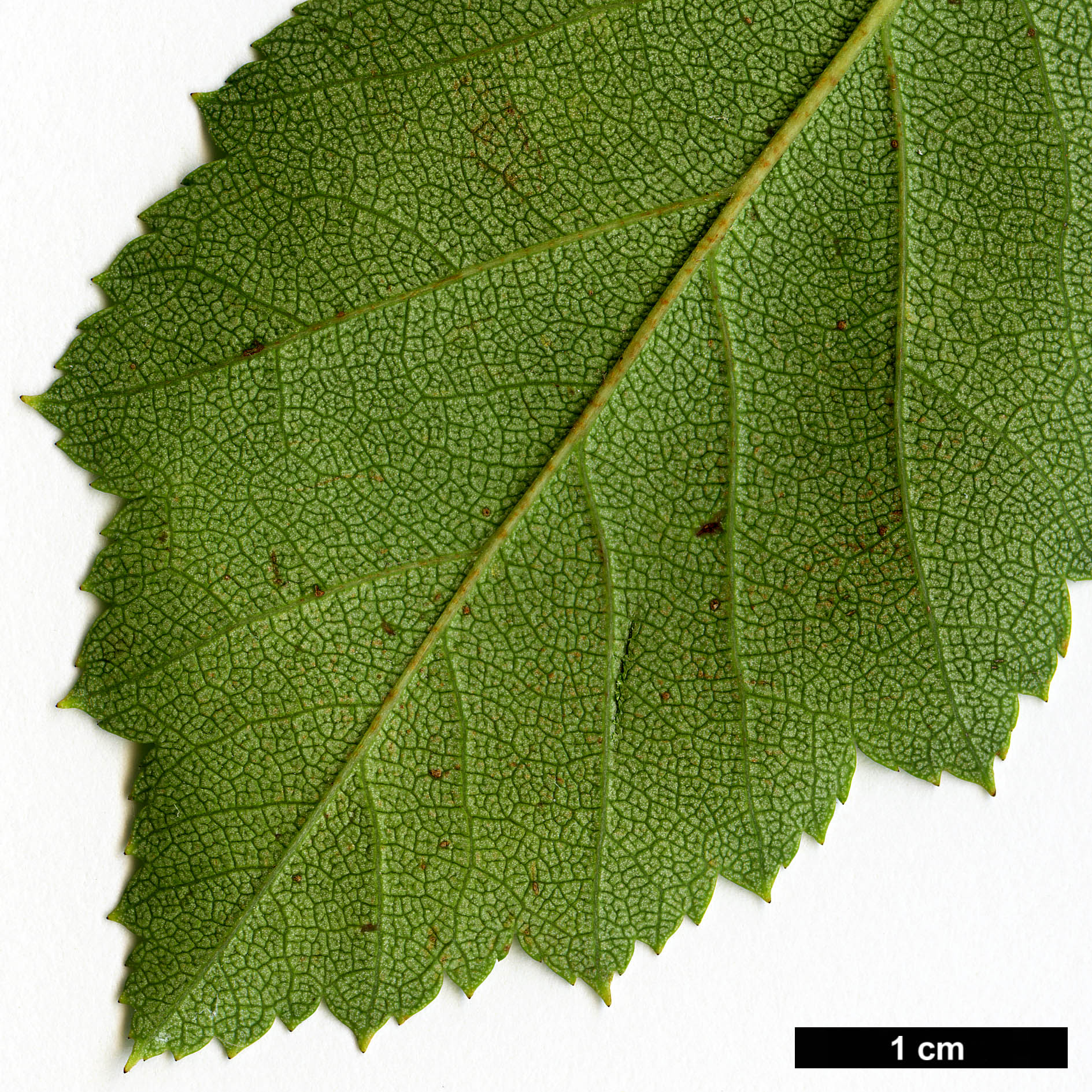 High resolution image: Family: Rosaceae - Genus: Crataegus - Taxon: buckleyi High resolution image: Family: Rosaceae - Genus: Crataegus - Taxon: buckleyi