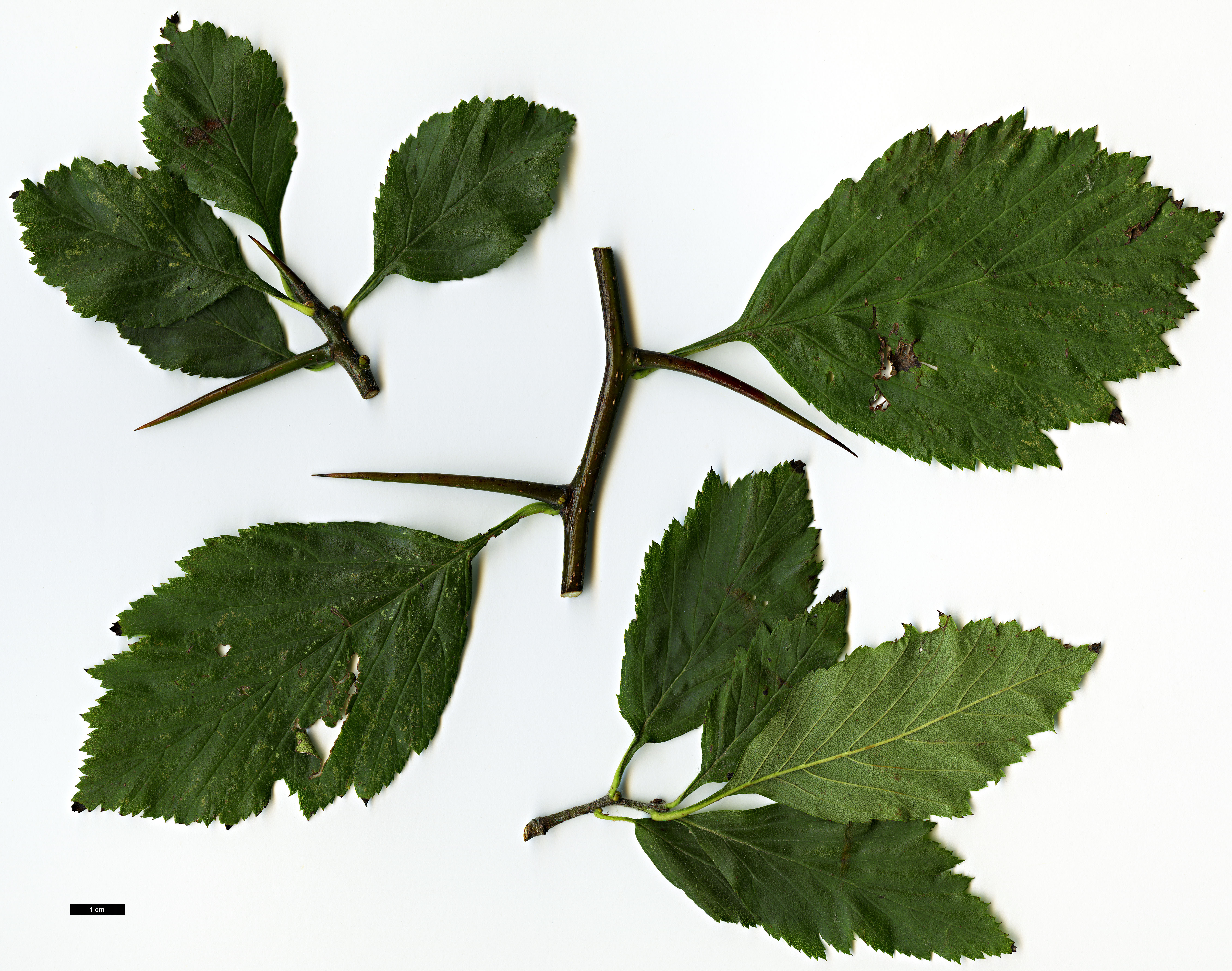 High resolution image: Family: Rosaceae - Genus: Crataegus - Taxon: calpodendron High resolution image: Family: Rosaceae - Genus: Crataegus - Taxon: calpodendron