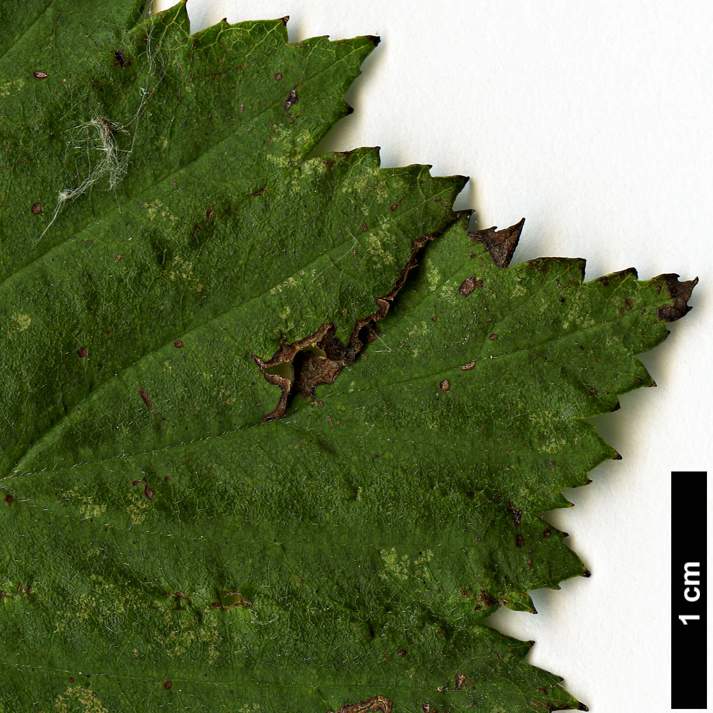 High resolution image: Family: Rosaceae - Genus: Crataegus - Taxon: calpodendron High resolution image: Family: Rosaceae - Genus: Crataegus - Taxon: calpodendron