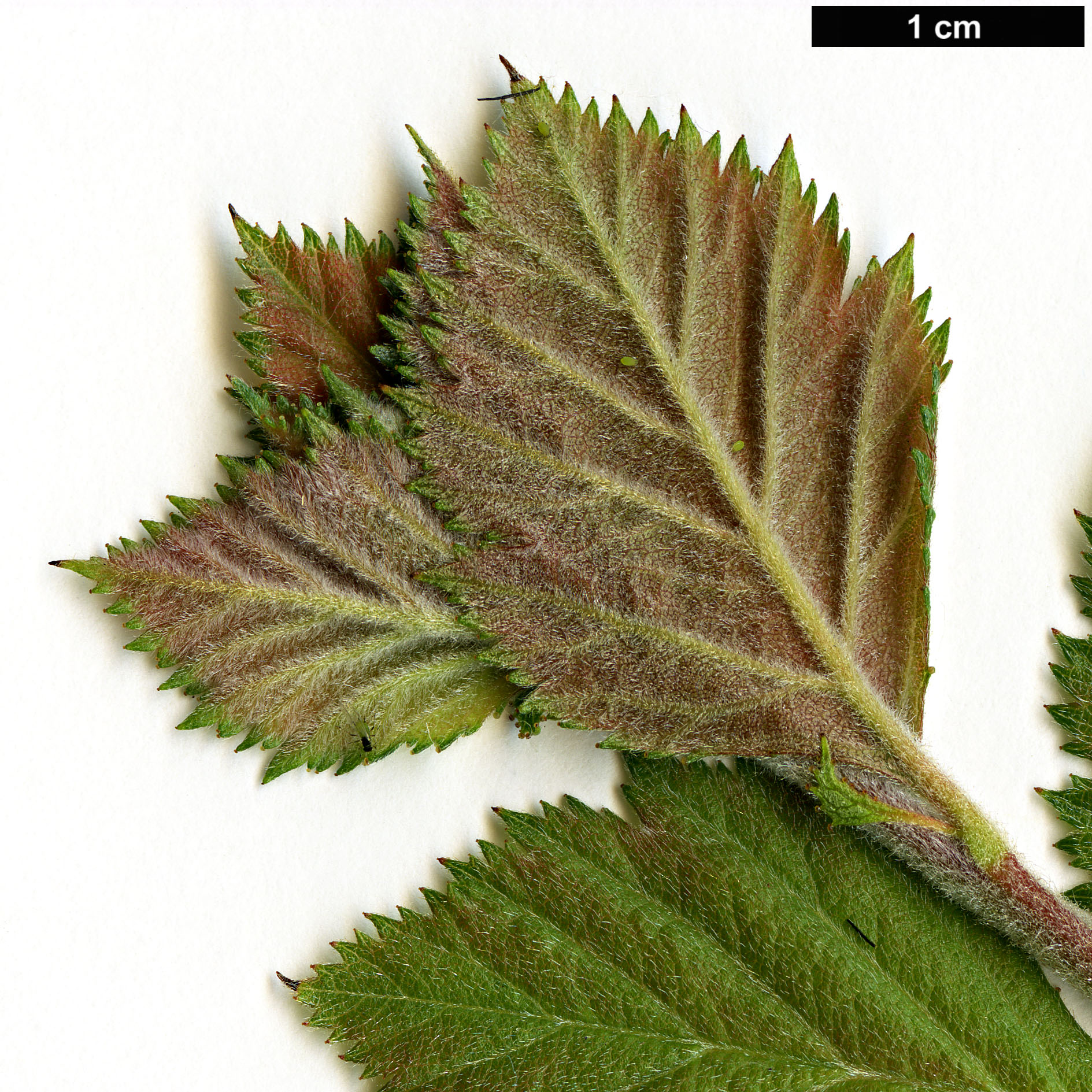 High resolution image: Family: Rosaceae - Genus: Crataegus - Taxon: calpodendron High resolution image: Family: Rosaceae - Genus: Crataegus - Taxon: calpodendron