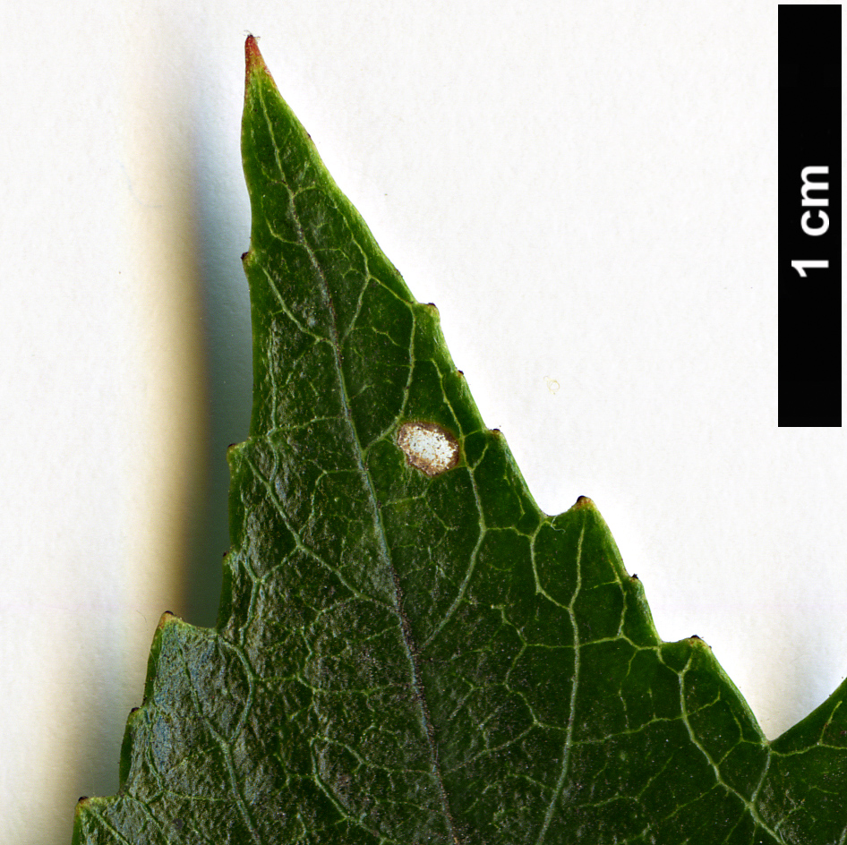 High resolution image: Family: Rosaceae - Genus: Crataegus - Taxon: cerronis High resolution image: Family: Rosaceae - Genus: Crataegus - Taxon: cerronis