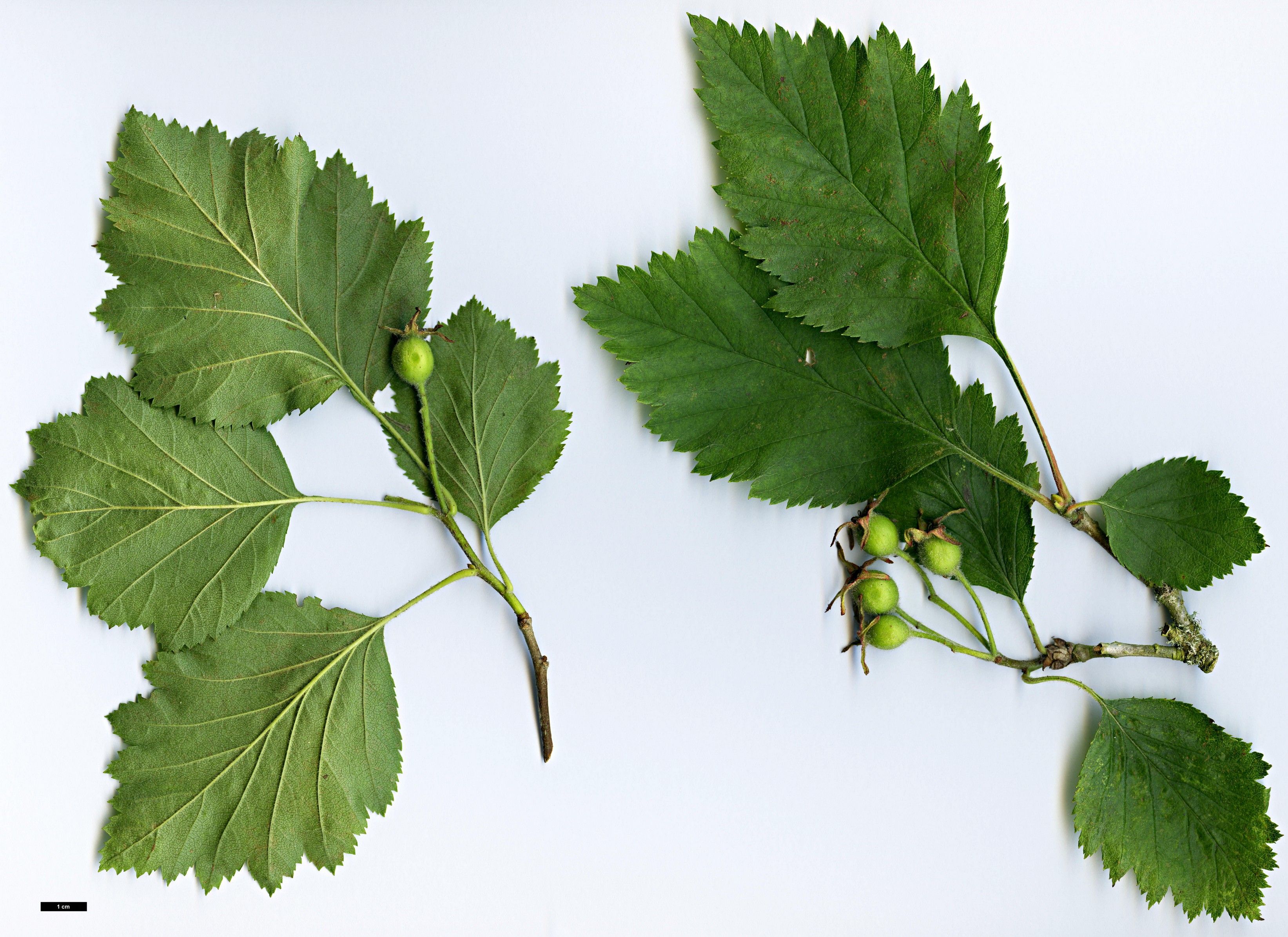 High resolution image: Family: Rosaceae - Genus: Crataegus - Taxon: champlainensis