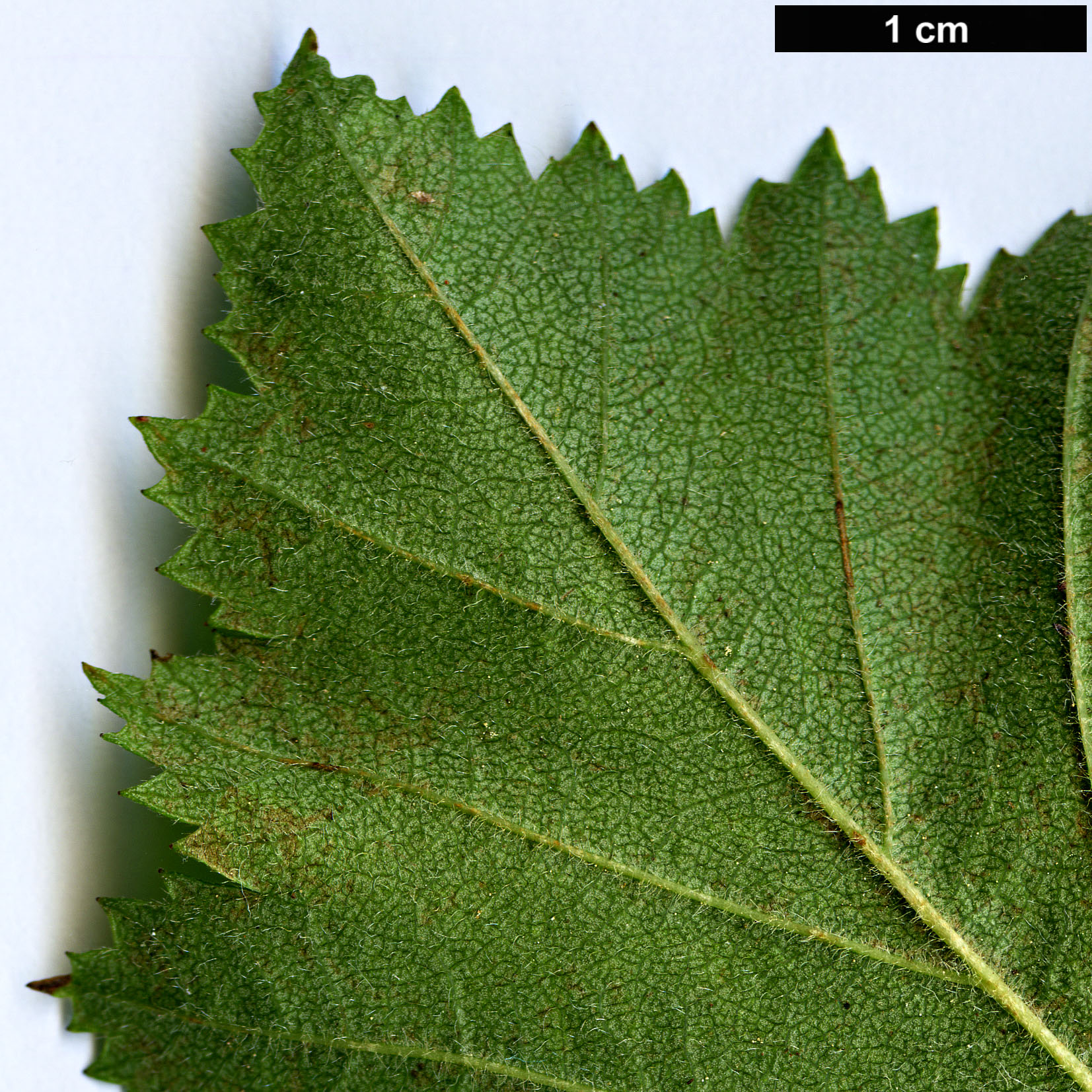 High resolution image: Family: Rosaceae - Genus: Crataegus - Taxon: champlainensis