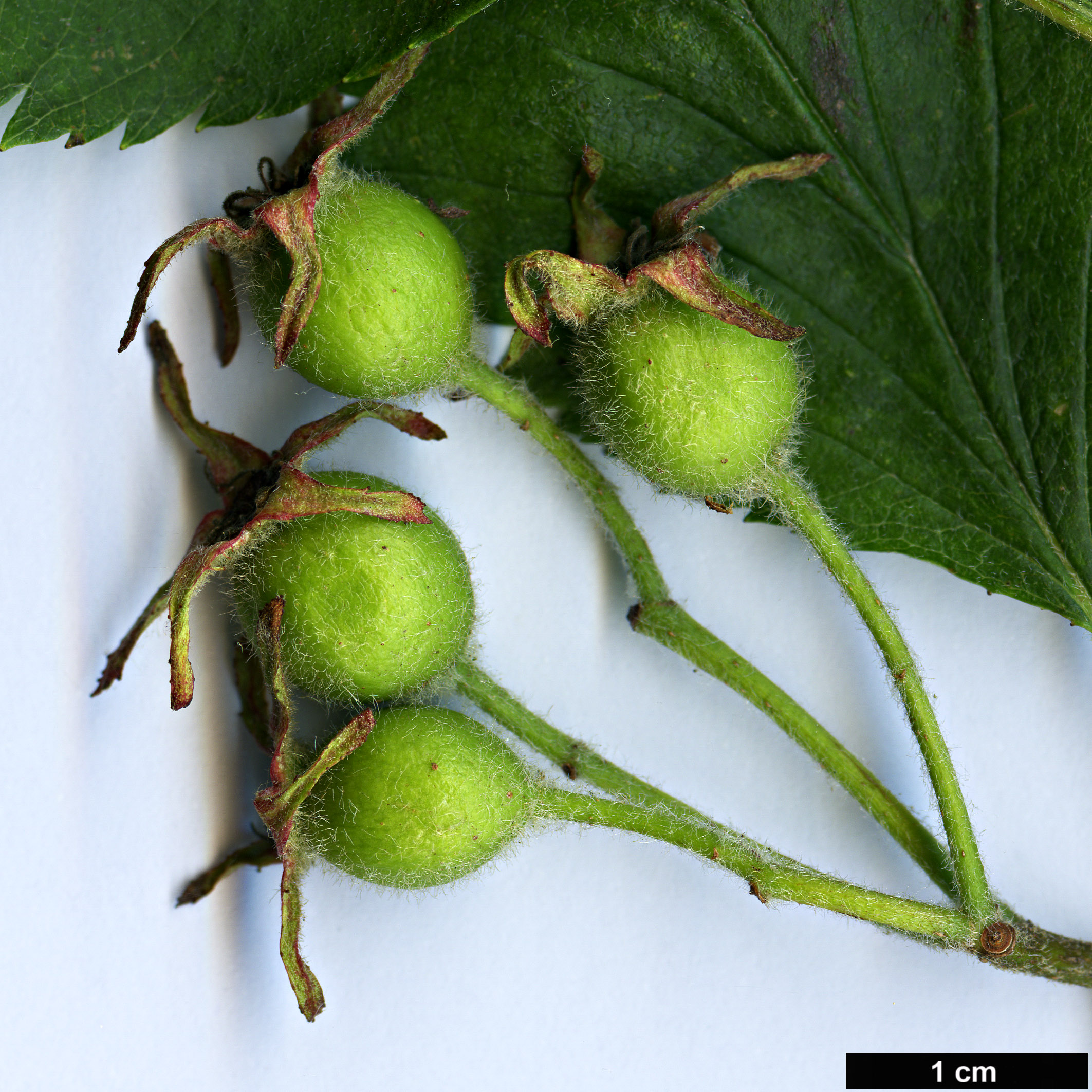 High resolution image: Family: Rosaceae - Genus: Crataegus - Taxon: champlainensis