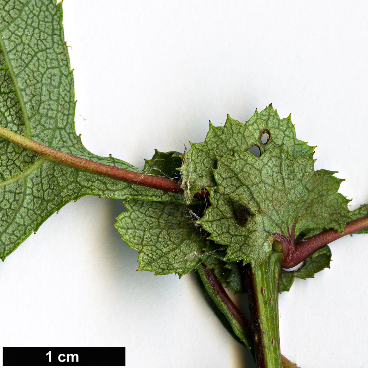 High resolution image: Family: Rosaceae - Genus: Crataegus - Taxon: chungtienensis