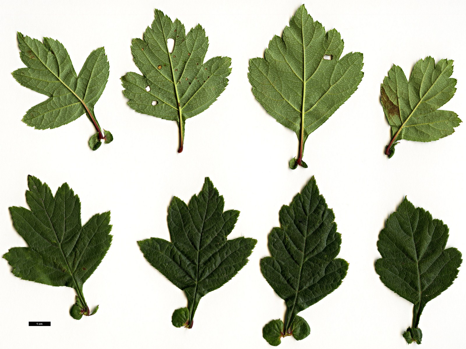 High resolution image: Family: Rosaceae - Genus: Crataegus - Taxon: chungtienensis