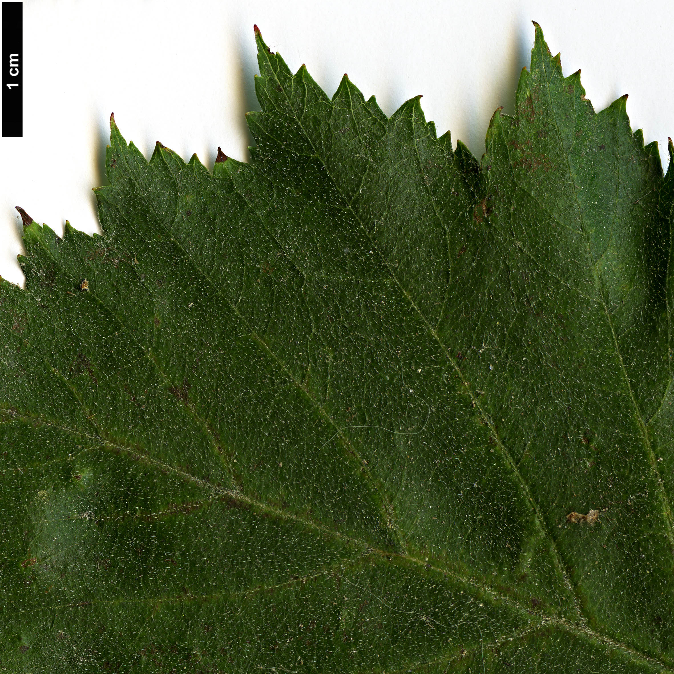 High resolution image: Family: Rosaceae - Genus: Crataegus - Taxon: coccinioides