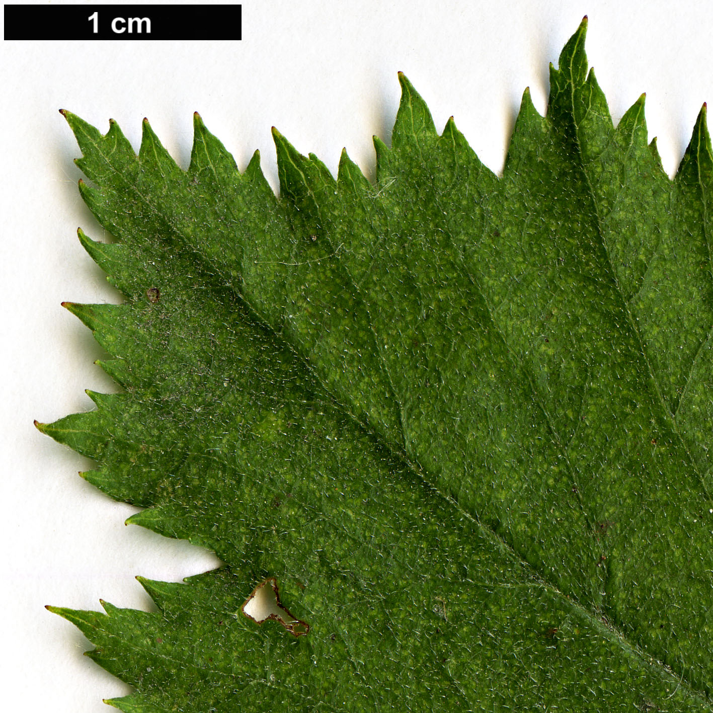 High resolution image: Family: Rosaceae - Genus: Crataegus - Taxon: coccinioides