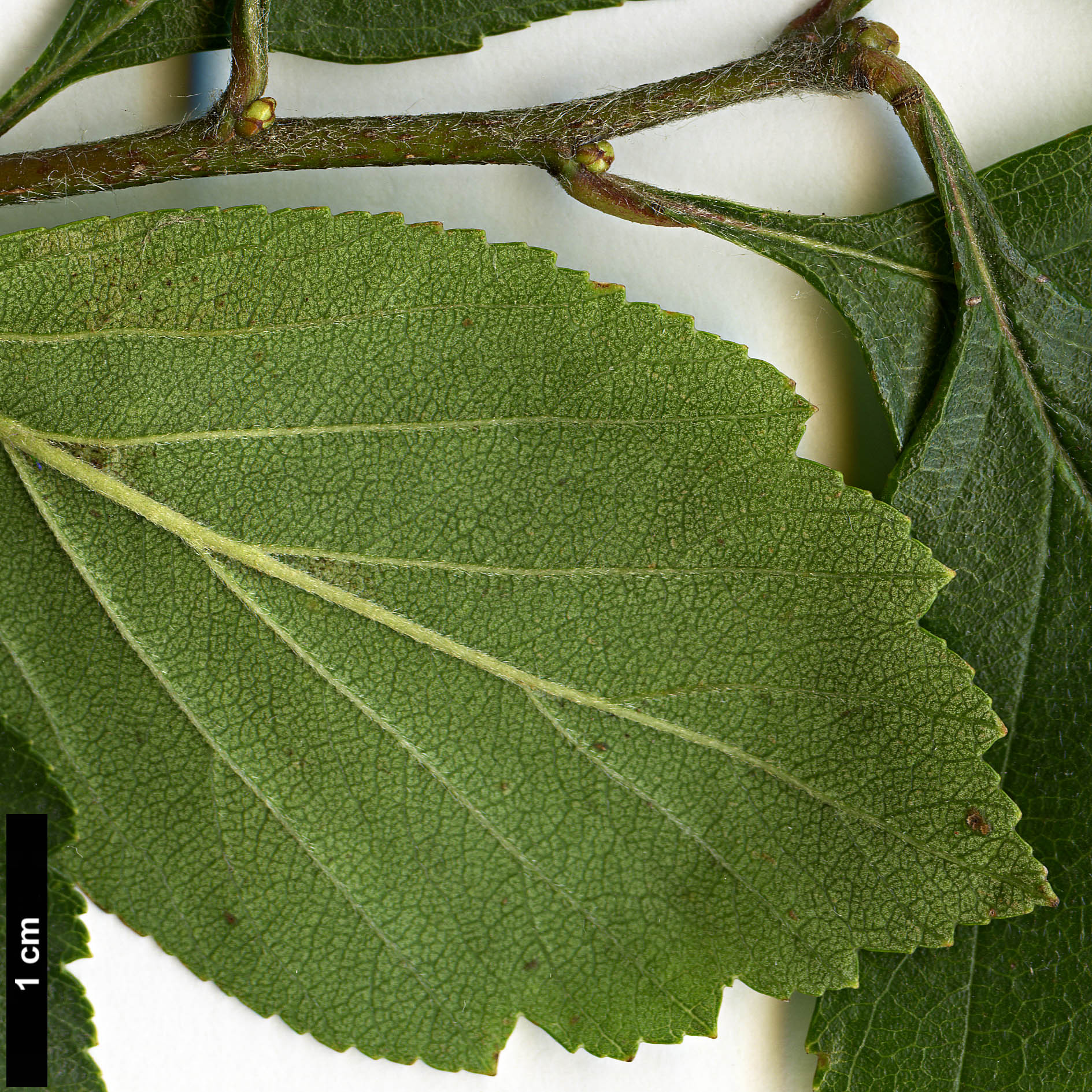 High resolution image: Family: Rosaceae - Genus: Crataegus - Taxon: collina