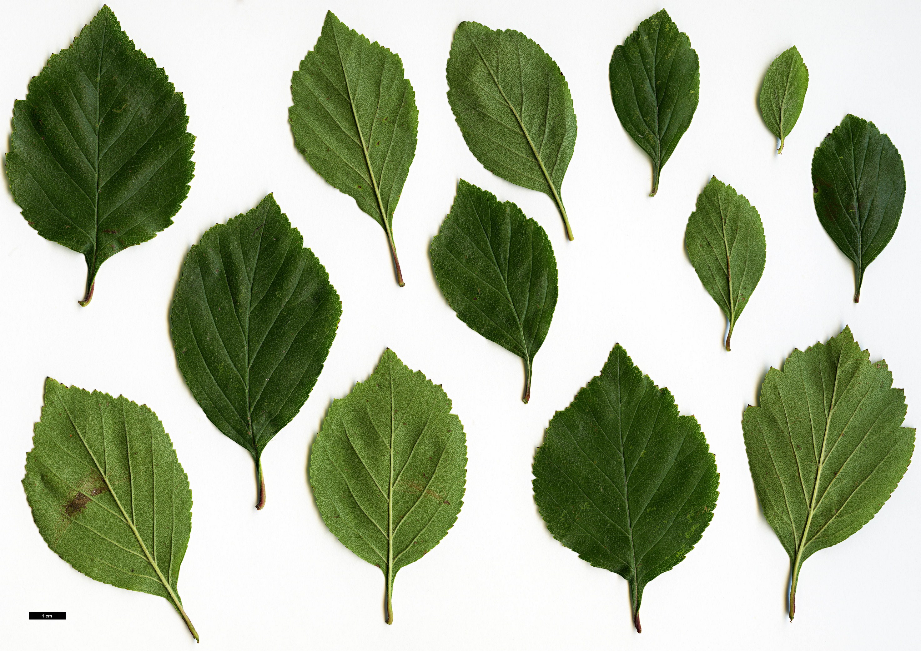 High resolution image: Family: Rosaceae - Genus: Crataegus - Taxon: collina