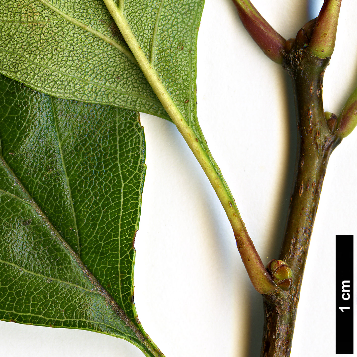 High resolution image: Family: Rosaceae - Genus: Crataegus - Taxon: crus-galli High resolution image: Family: Rosaceae - Genus: Crataegus - Taxon: crus-galli