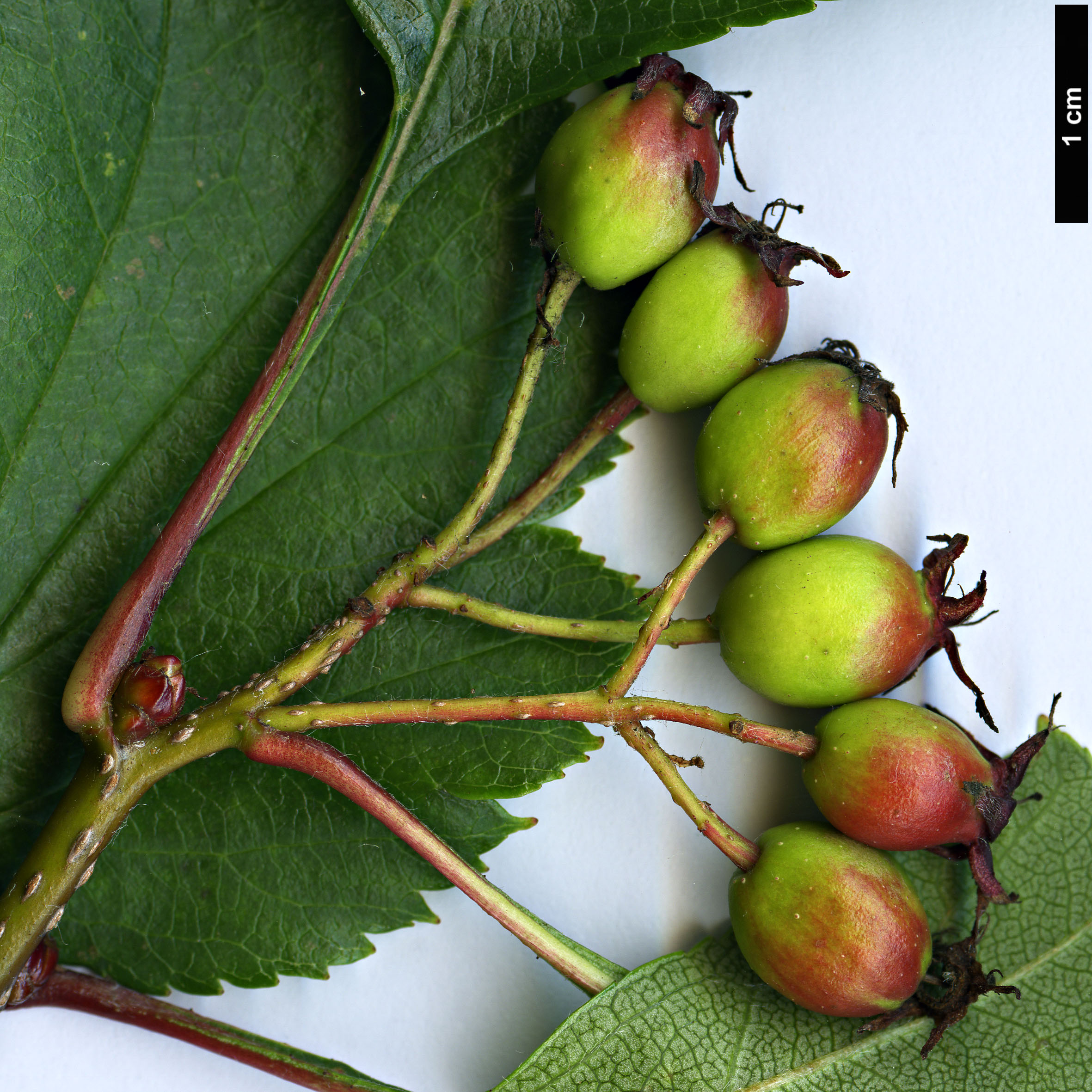 High resolution image: Family: Rosaceae - Genus: Crataegus - Taxon: cupressocollina