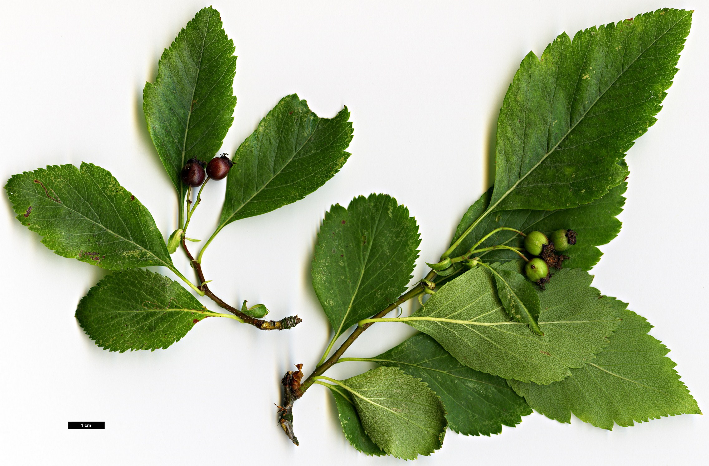 High resolution image: Family: Rosaceae - Genus: Crataegus - Taxon: douglassii