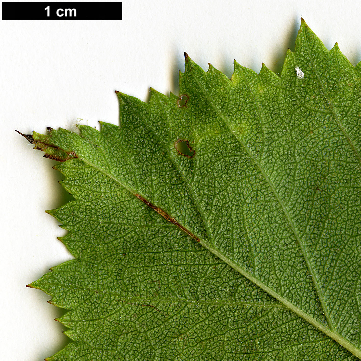 High resolution image: Family: Rosaceae - Genus: Crataegus - Taxon: durobrivensis