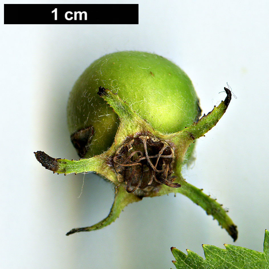 High resolution image: Family: Rosaceae - Genus: Crataegus - Taxon: durobrivensis