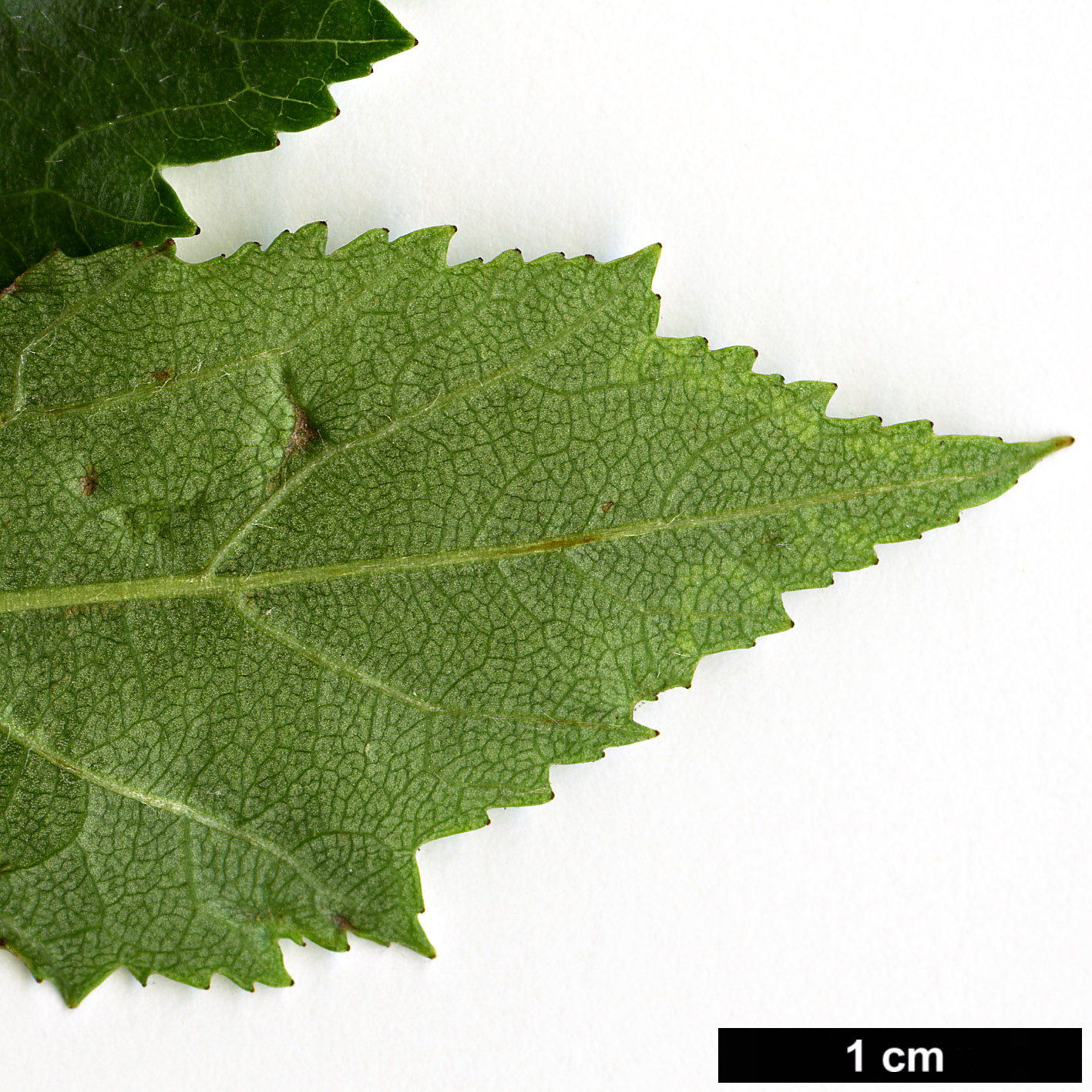 High resolution image: Family: Rosaceae - Genus: Crataegus - Taxon: erythropoda